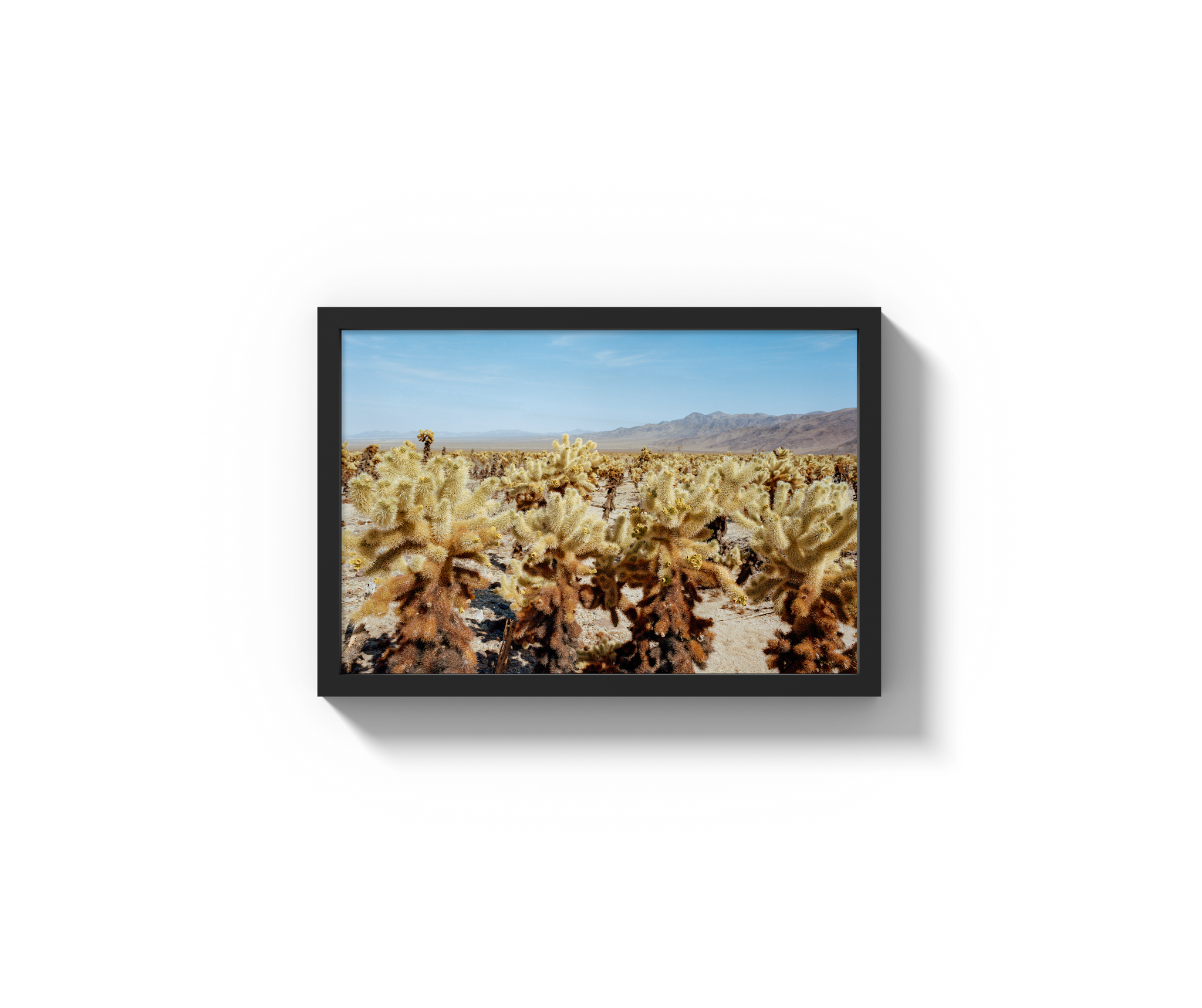 Among The Cholla