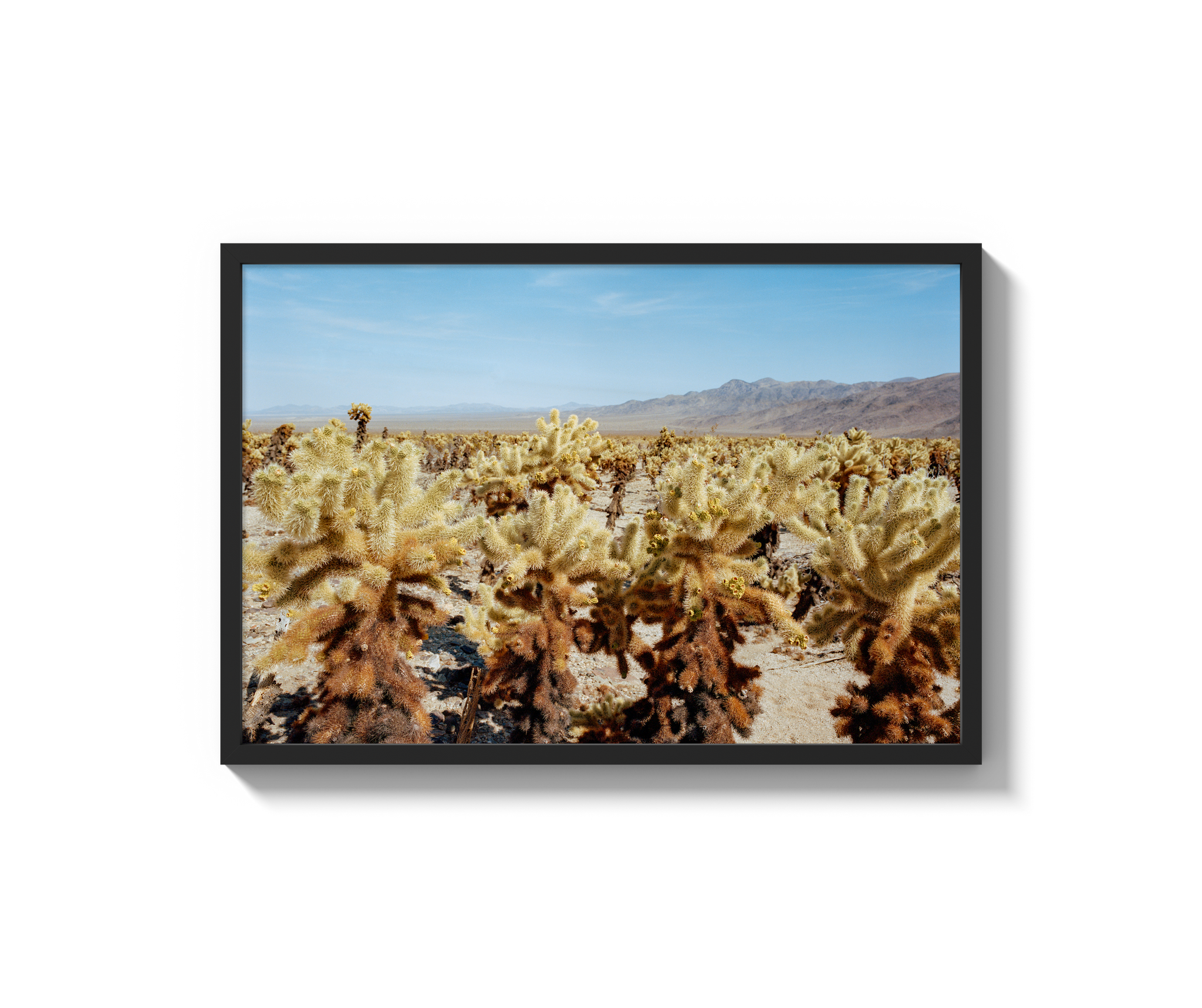 Among The Cholla