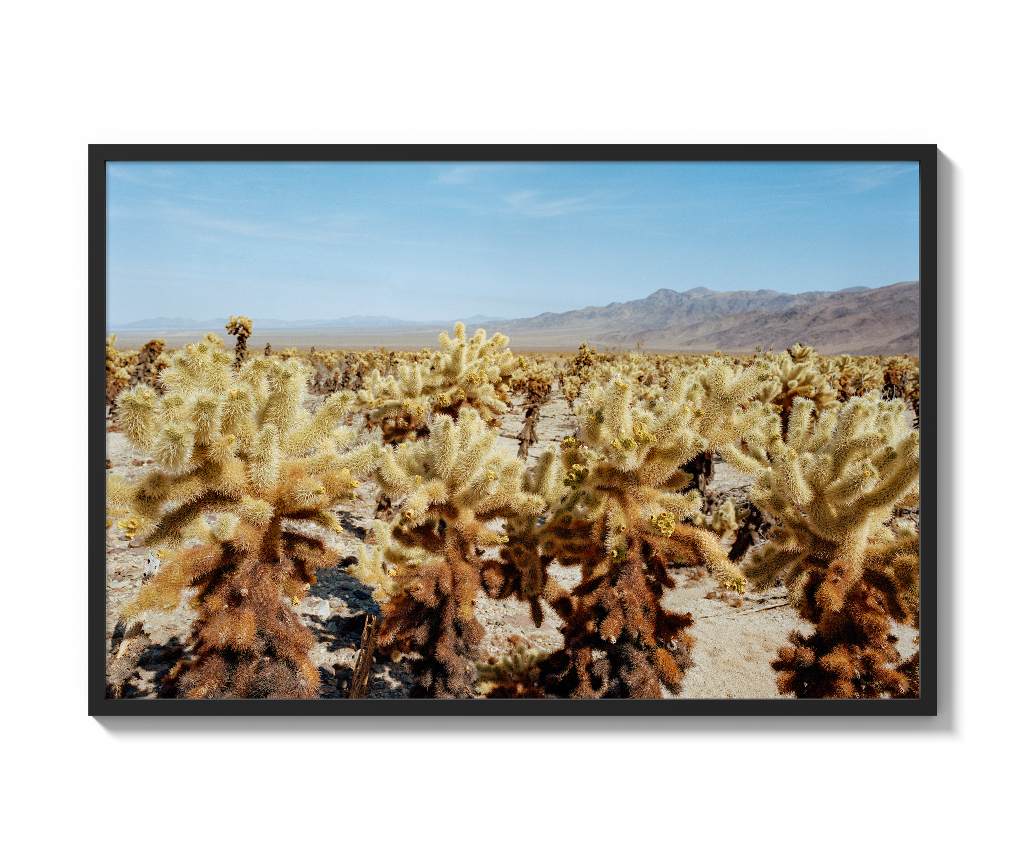 Among The Cholla