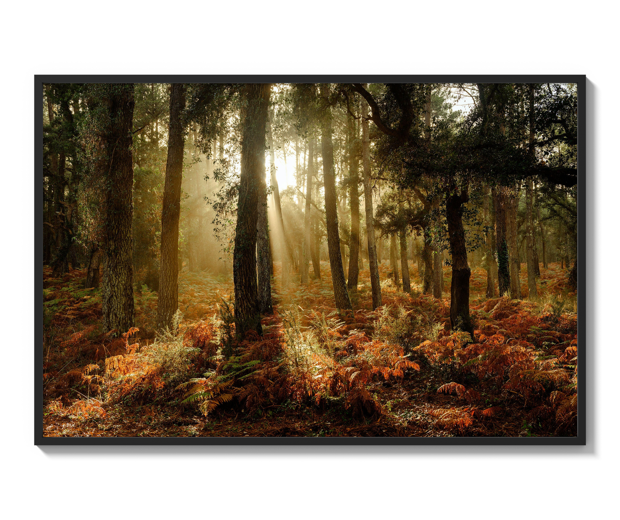 Among the Pines