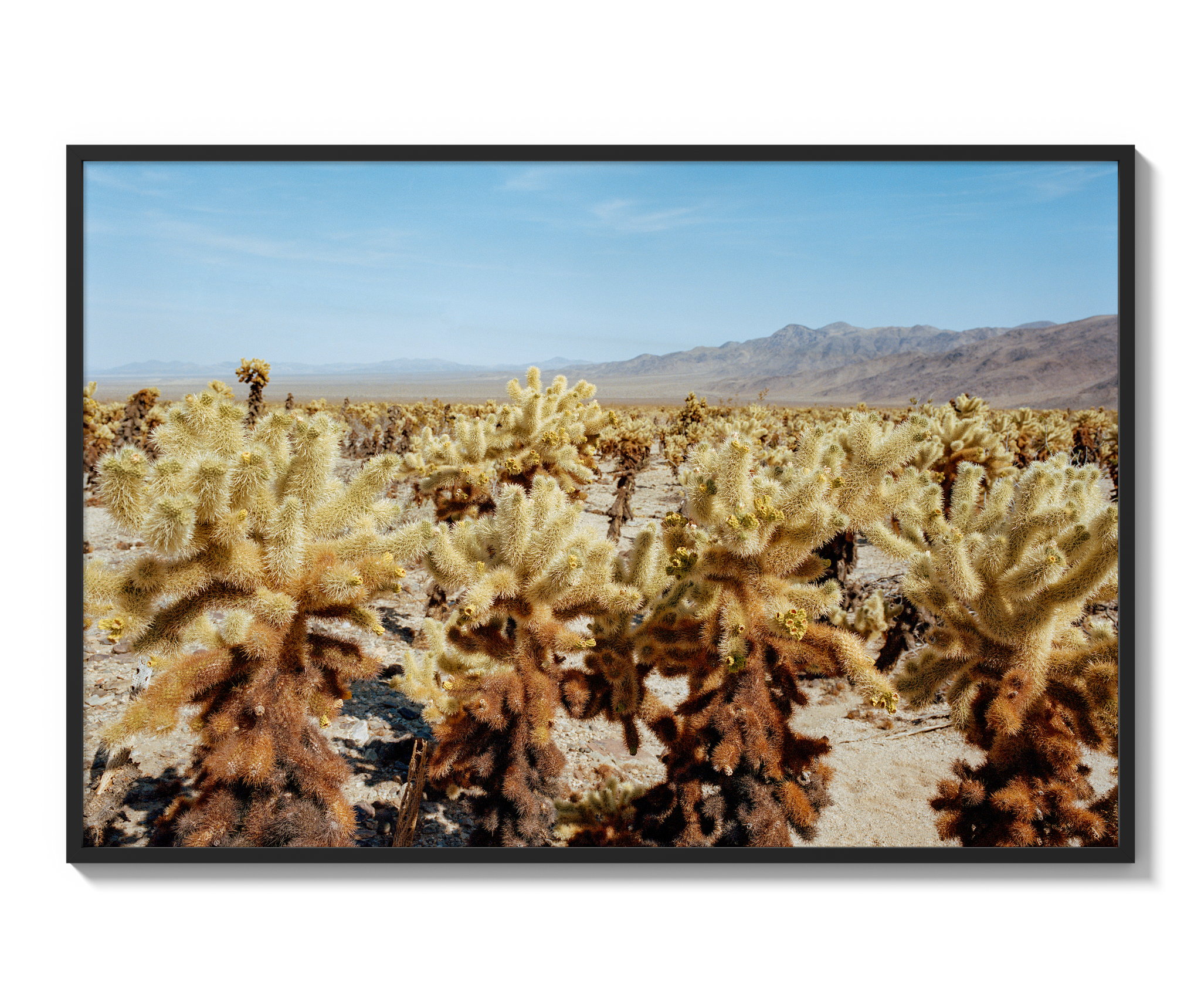 Among The Cholla