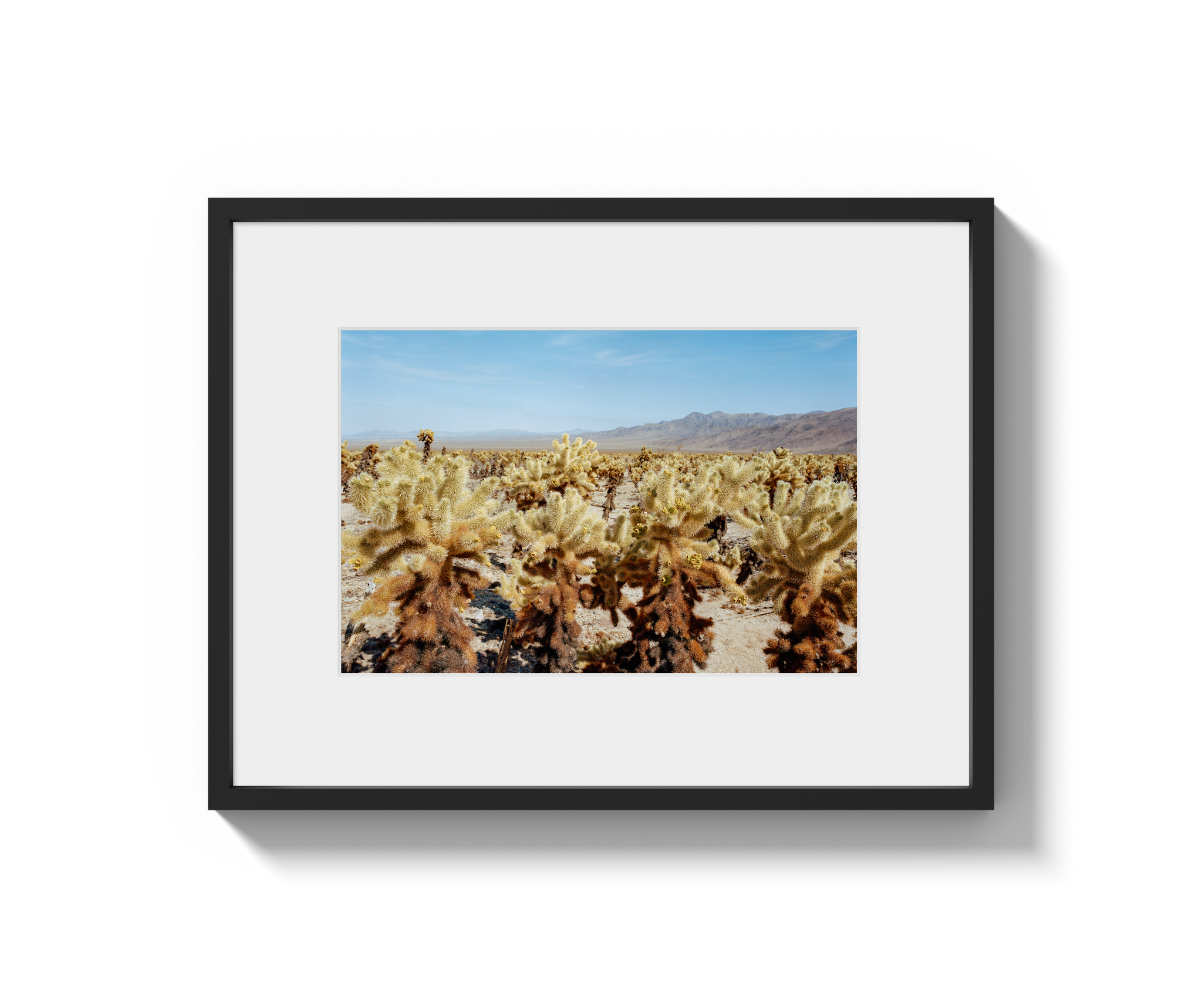 Among The Cholla