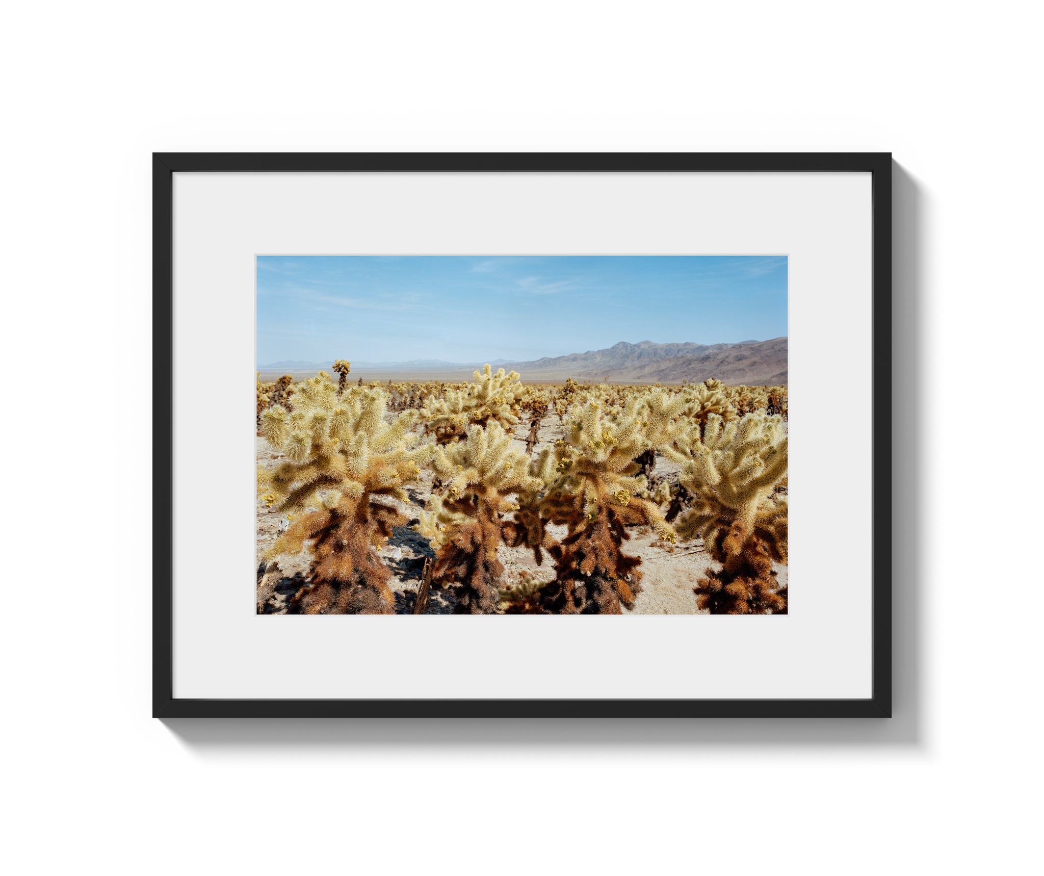 Among The Cholla