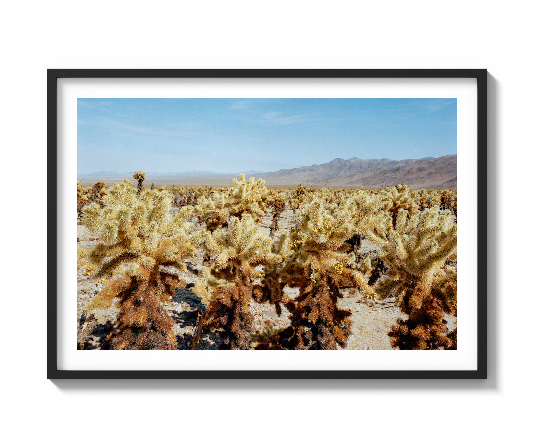 Among The Cholla