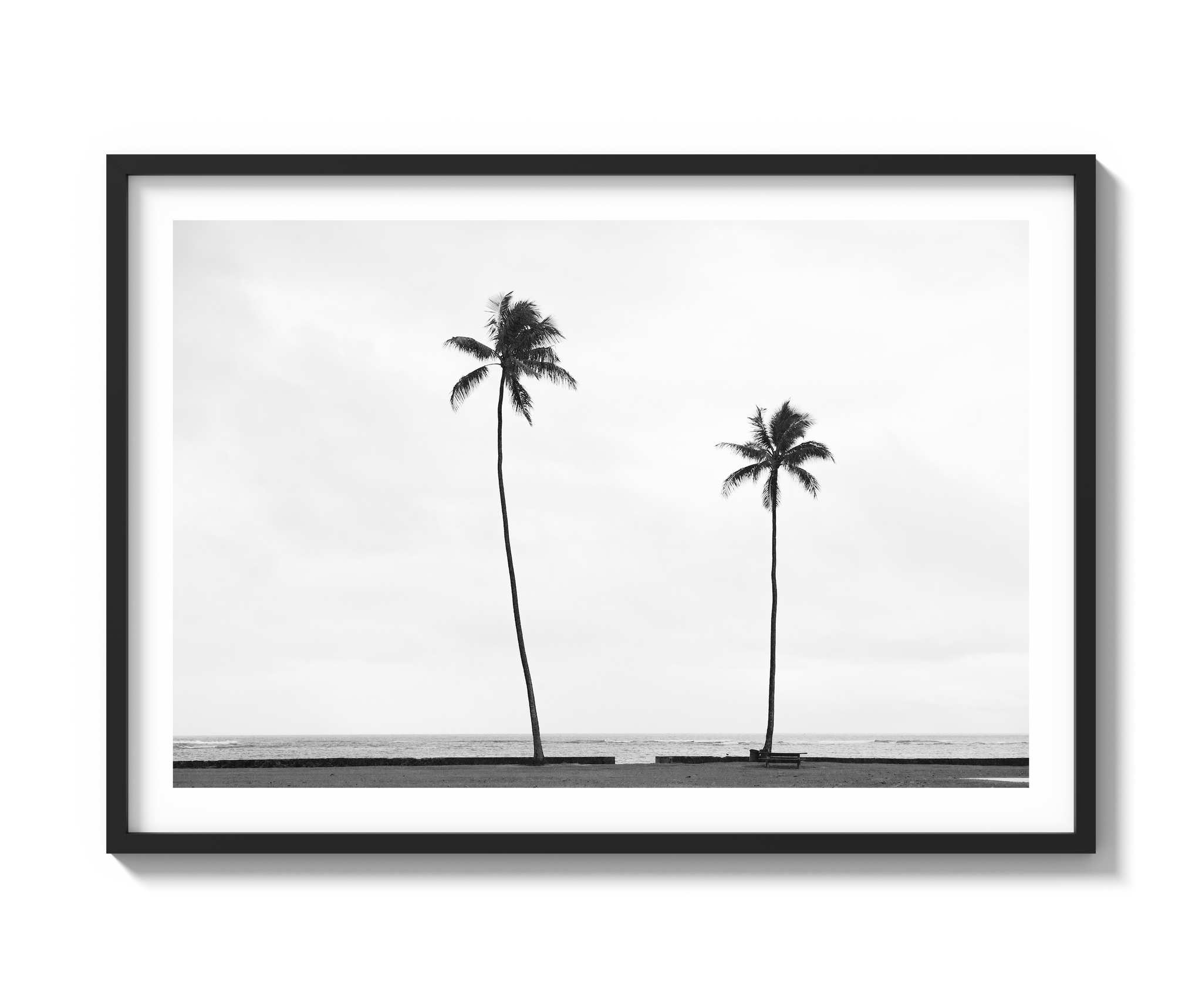 Palm Trees