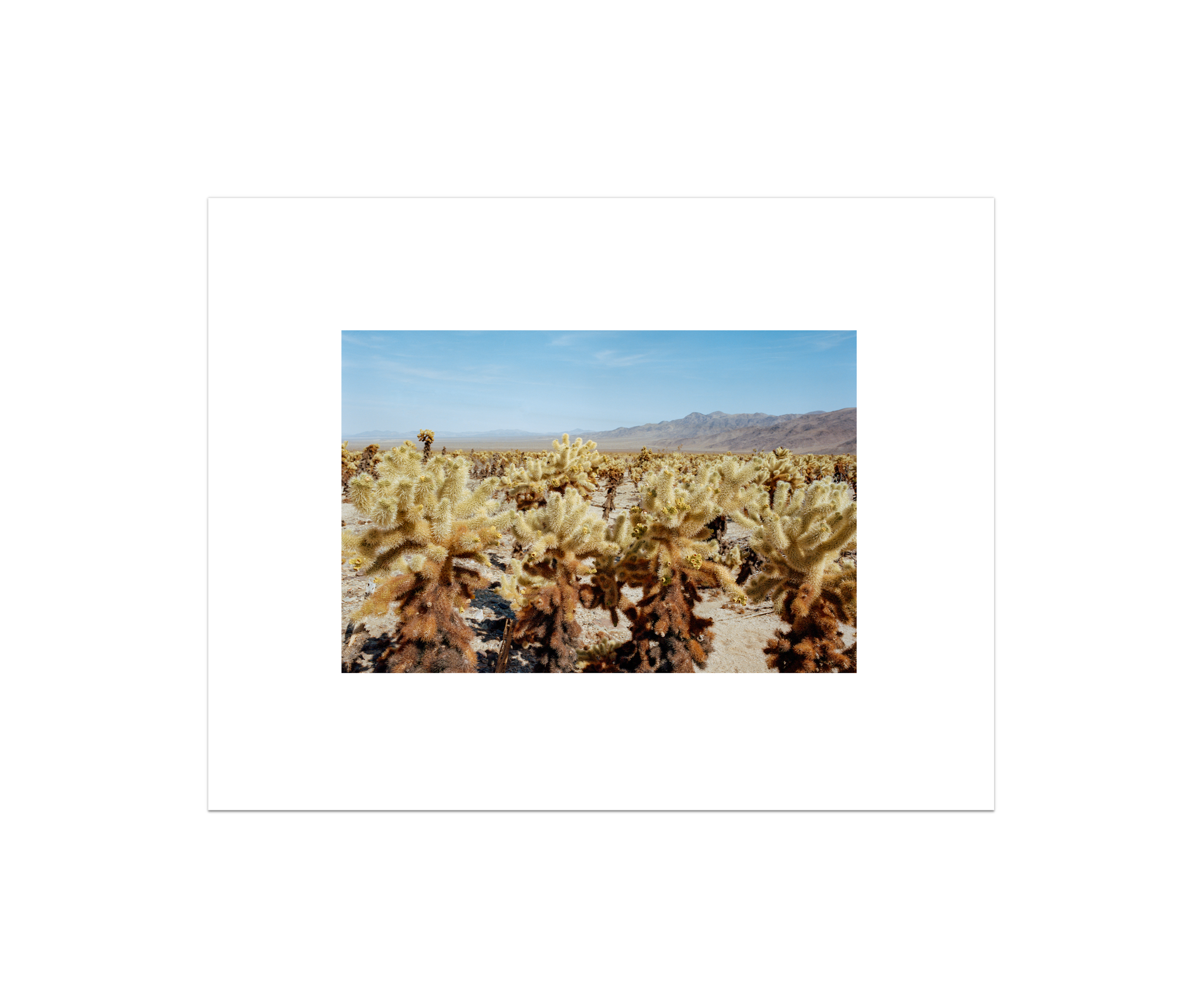 Among The Cholla