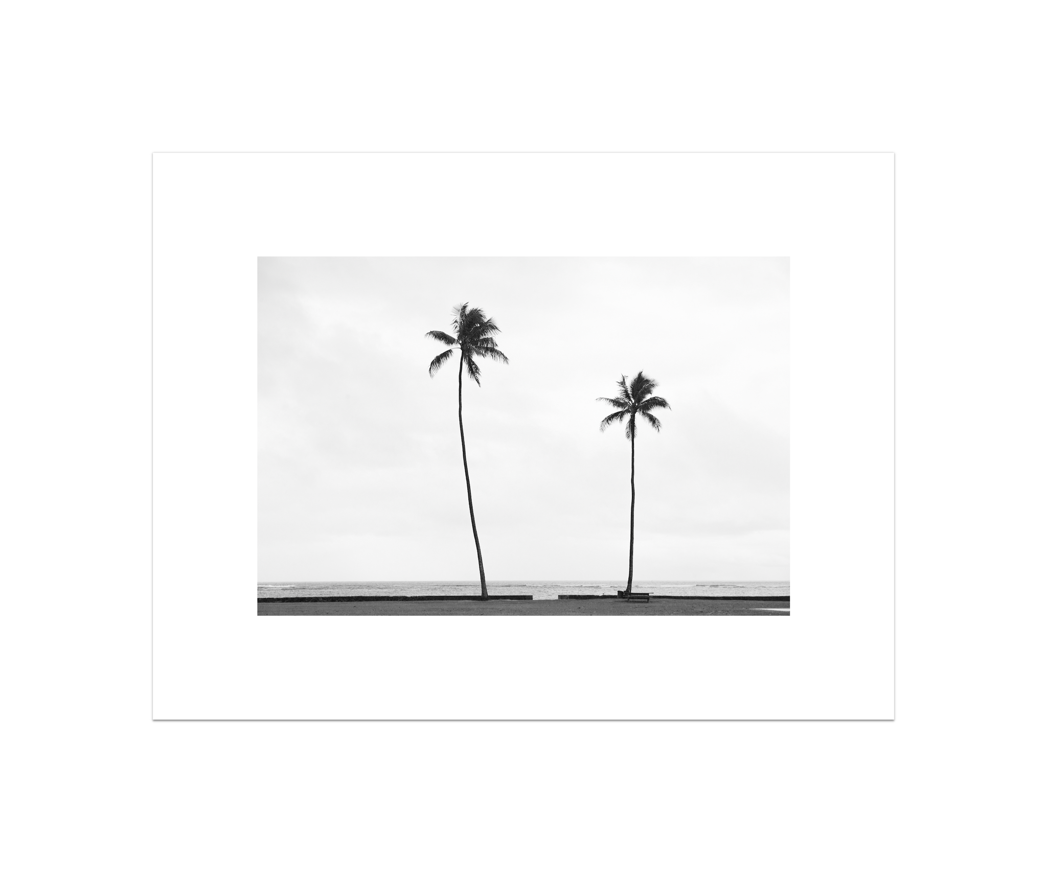 Palm Trees