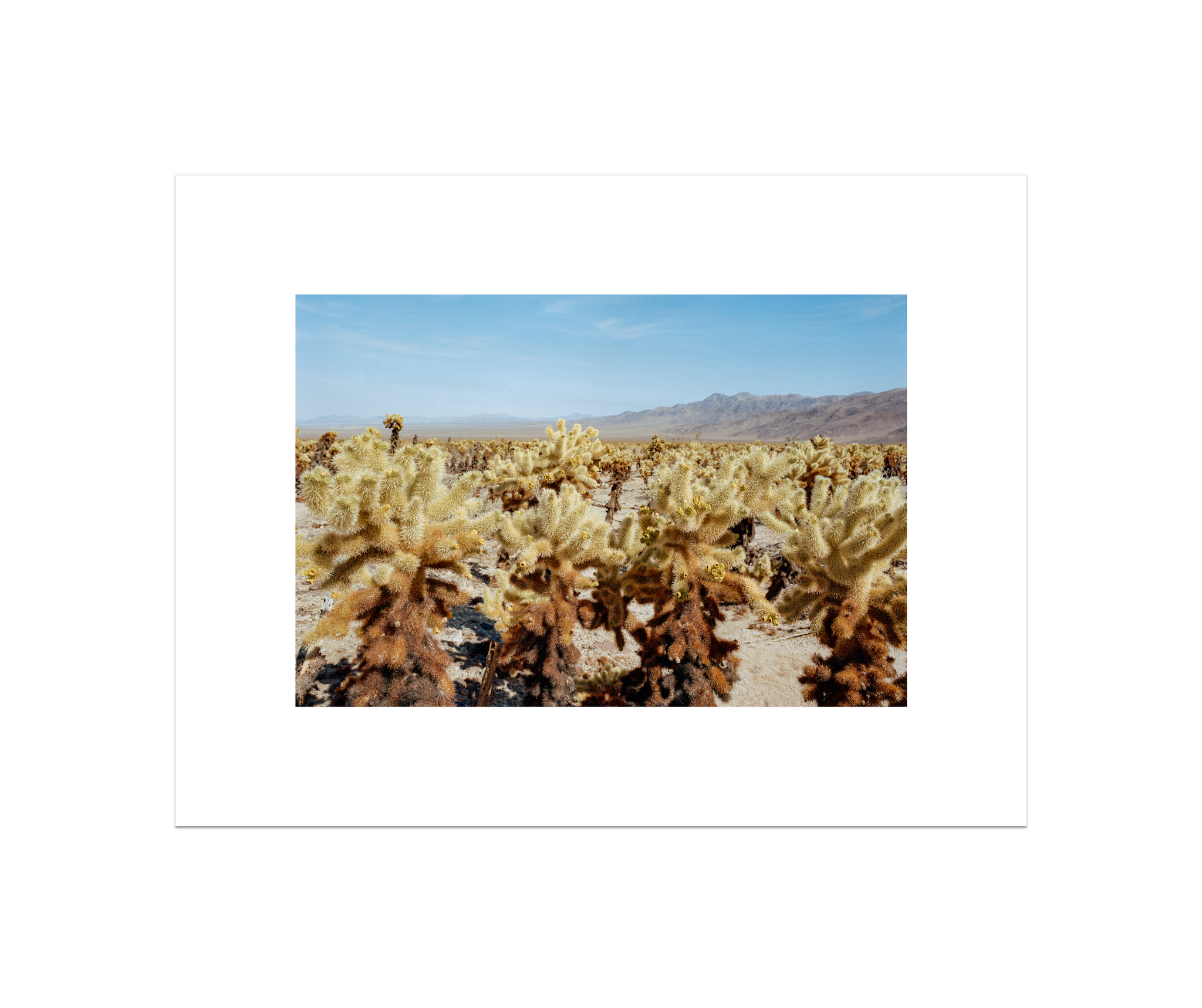 Among The Cholla