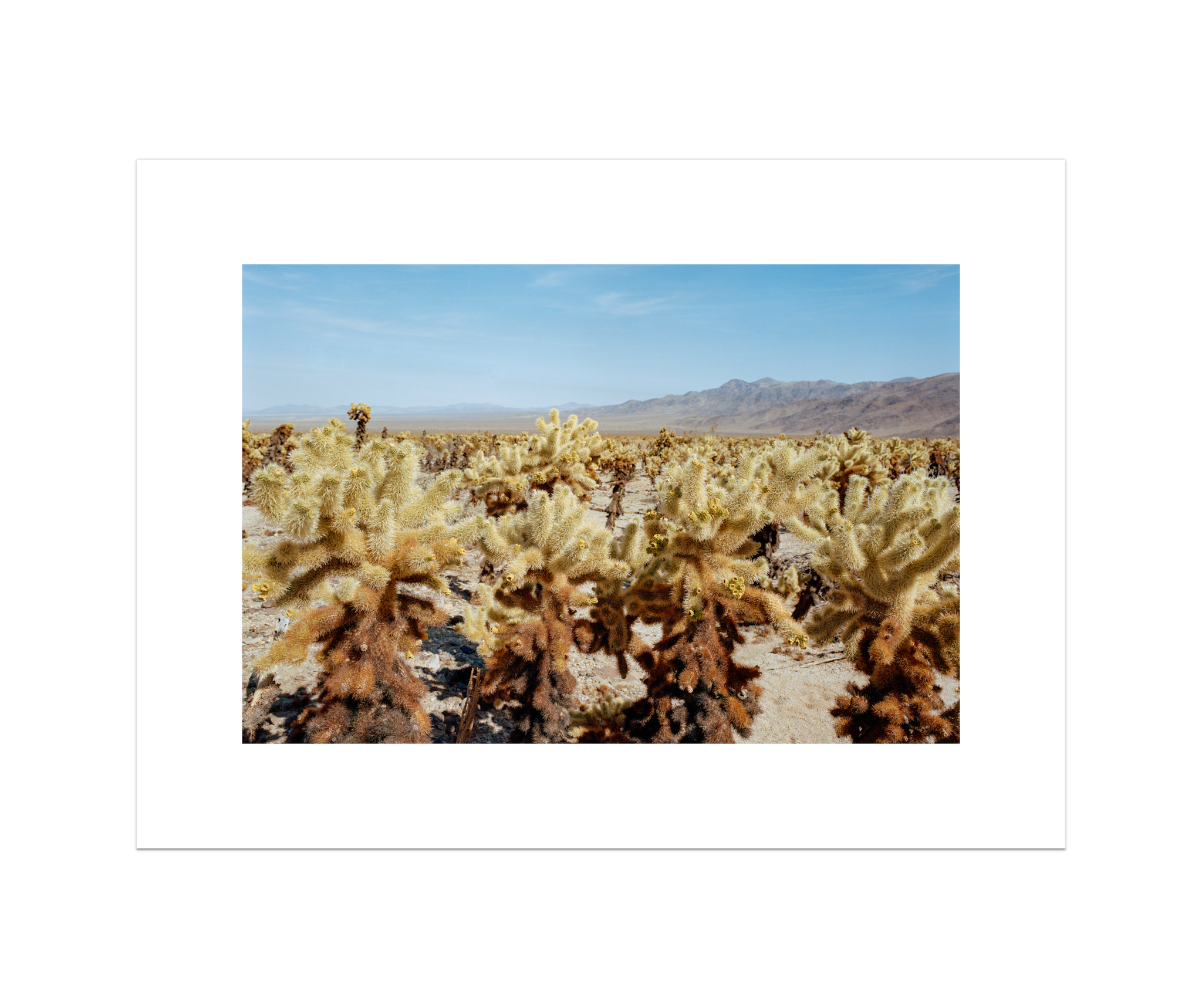 Among The Cholla