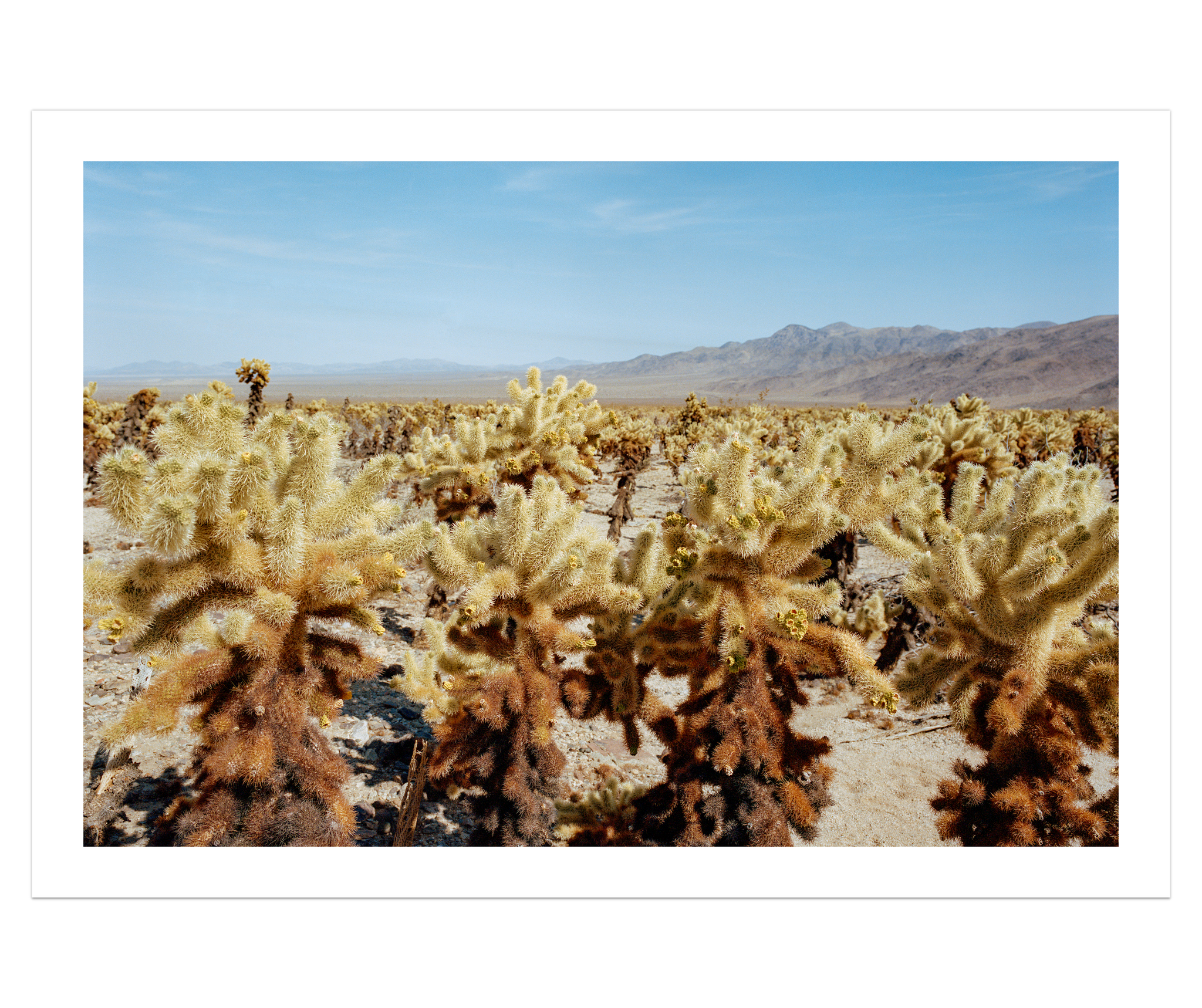 Among The Cholla