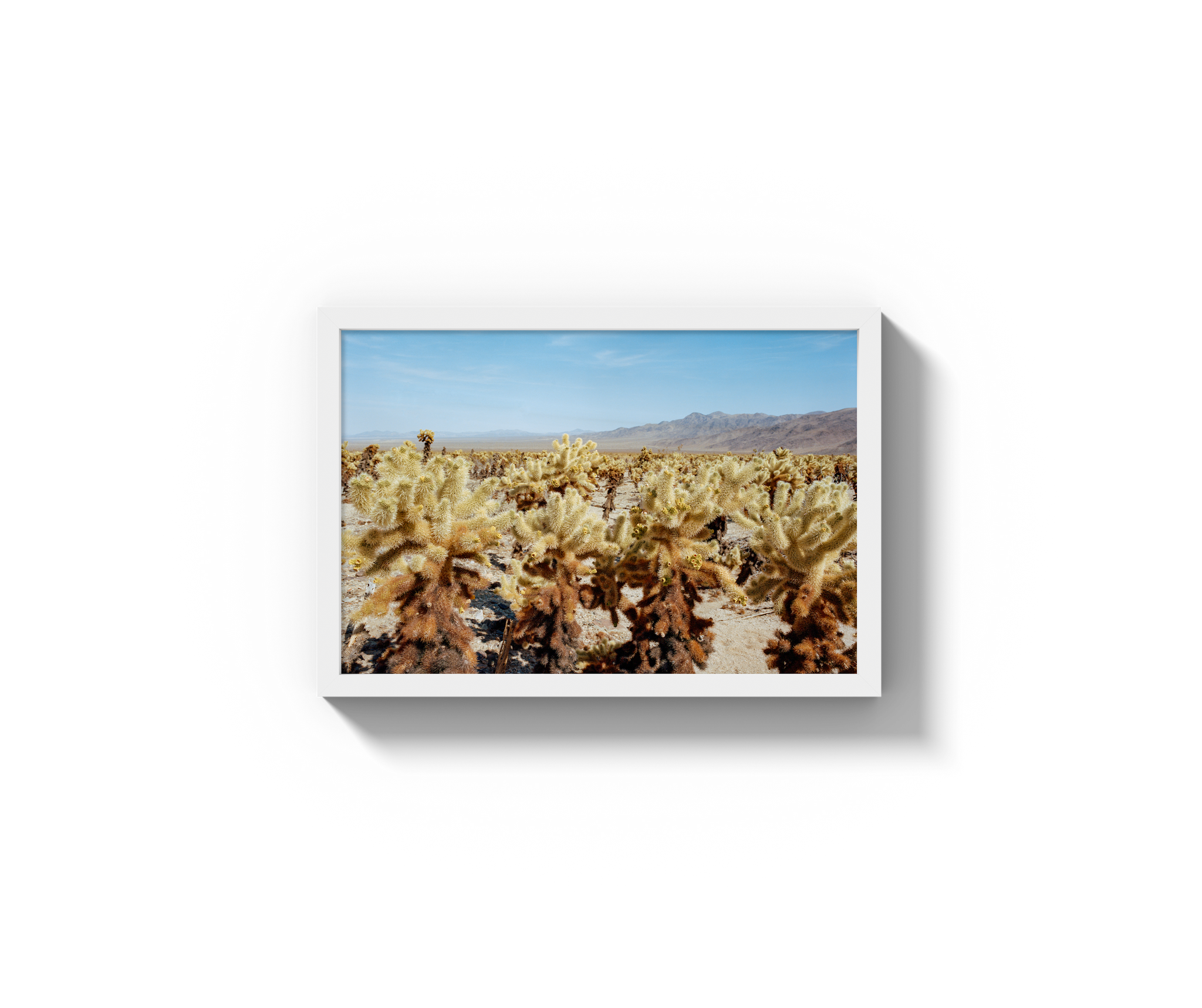 Among The Cholla