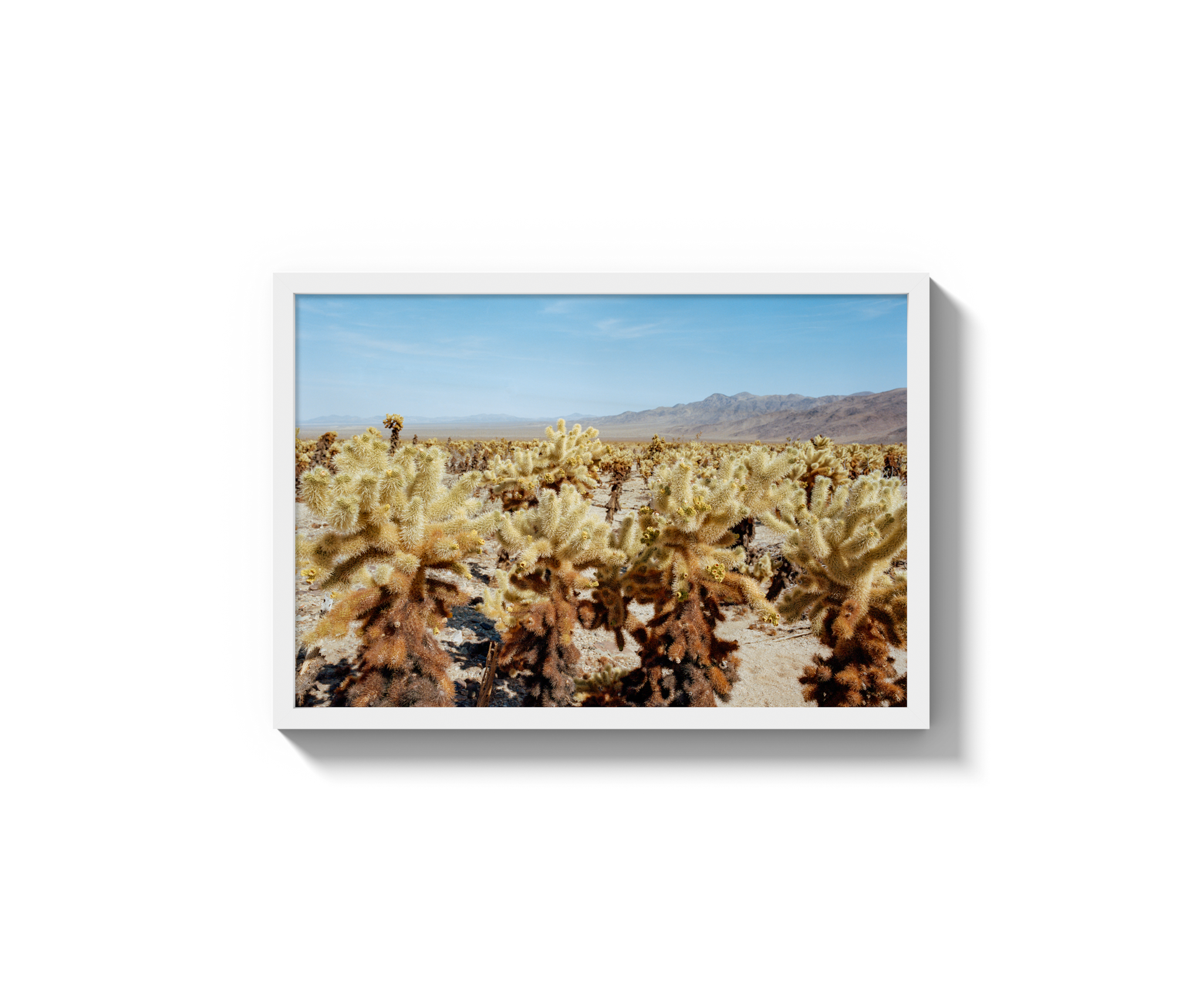 Among The Cholla