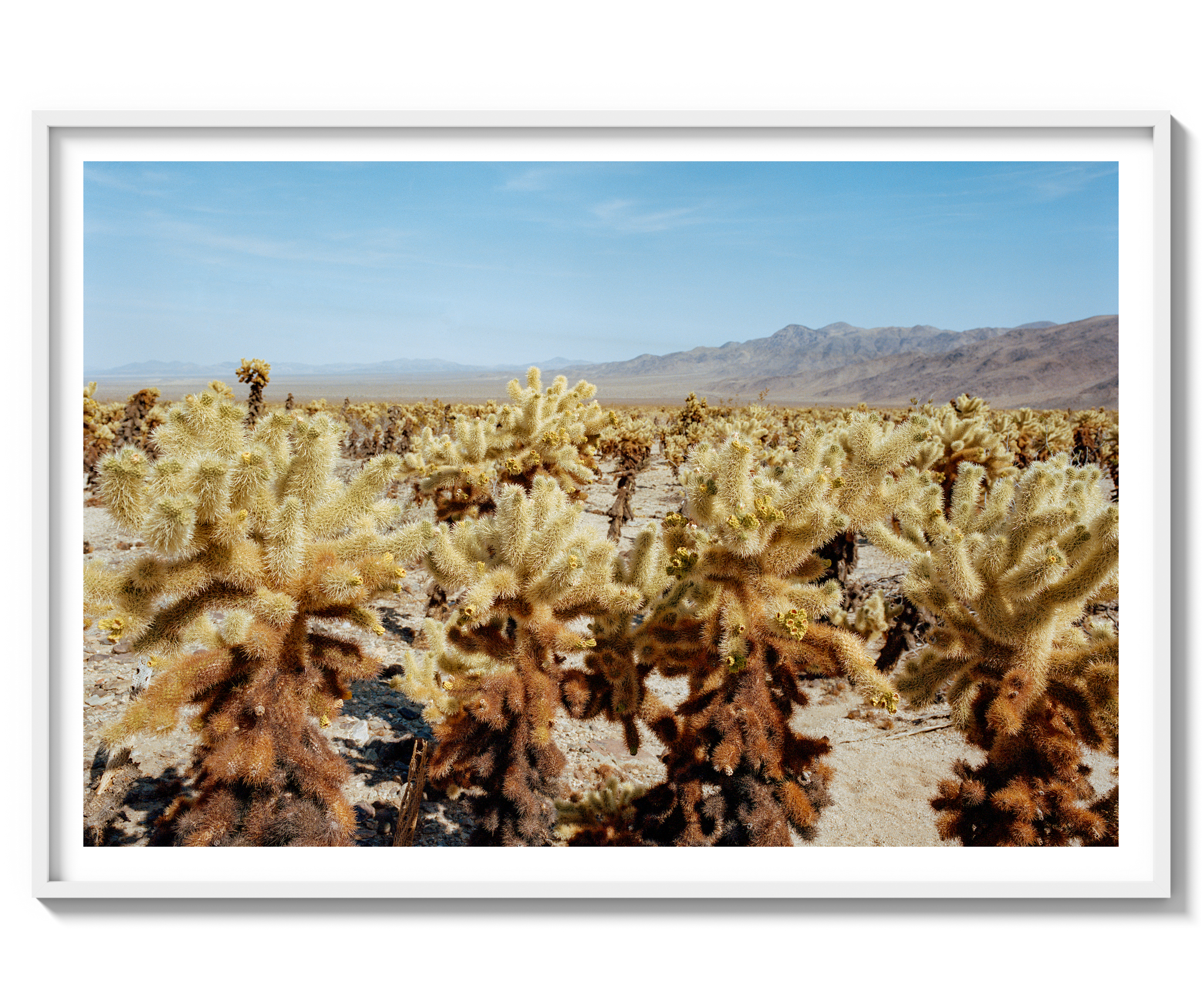 Among The Cholla