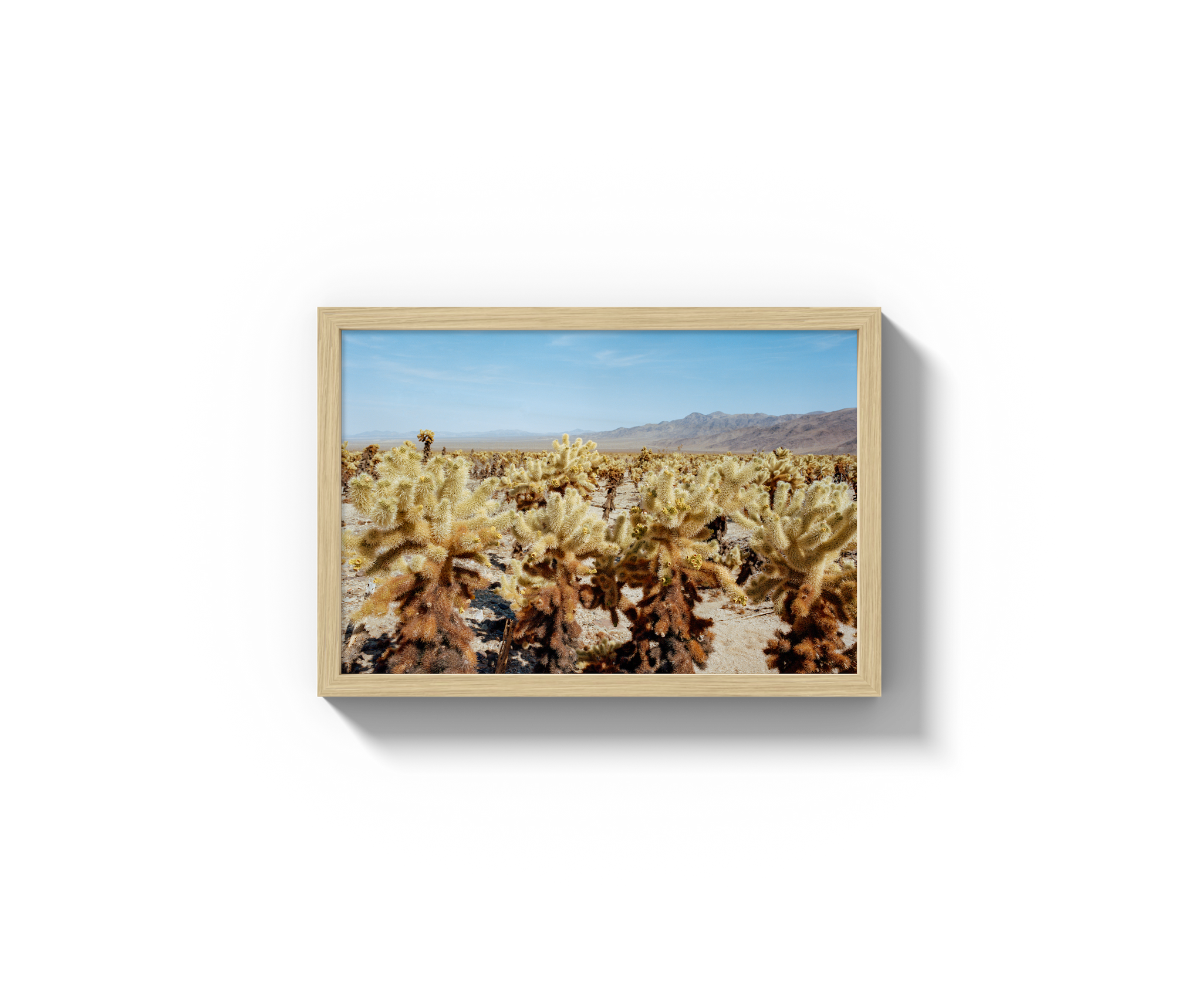 Among The Cholla