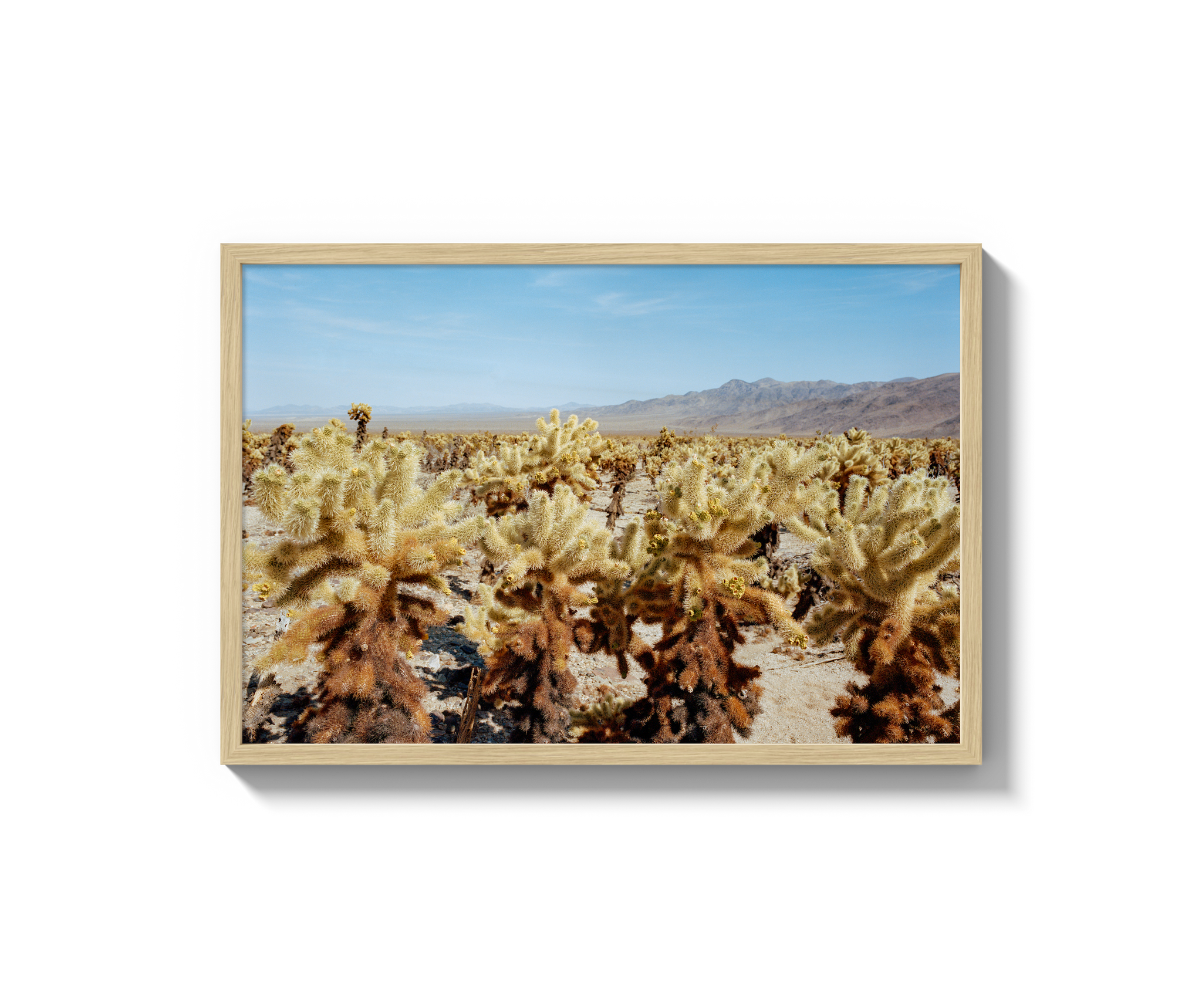 Among The Cholla