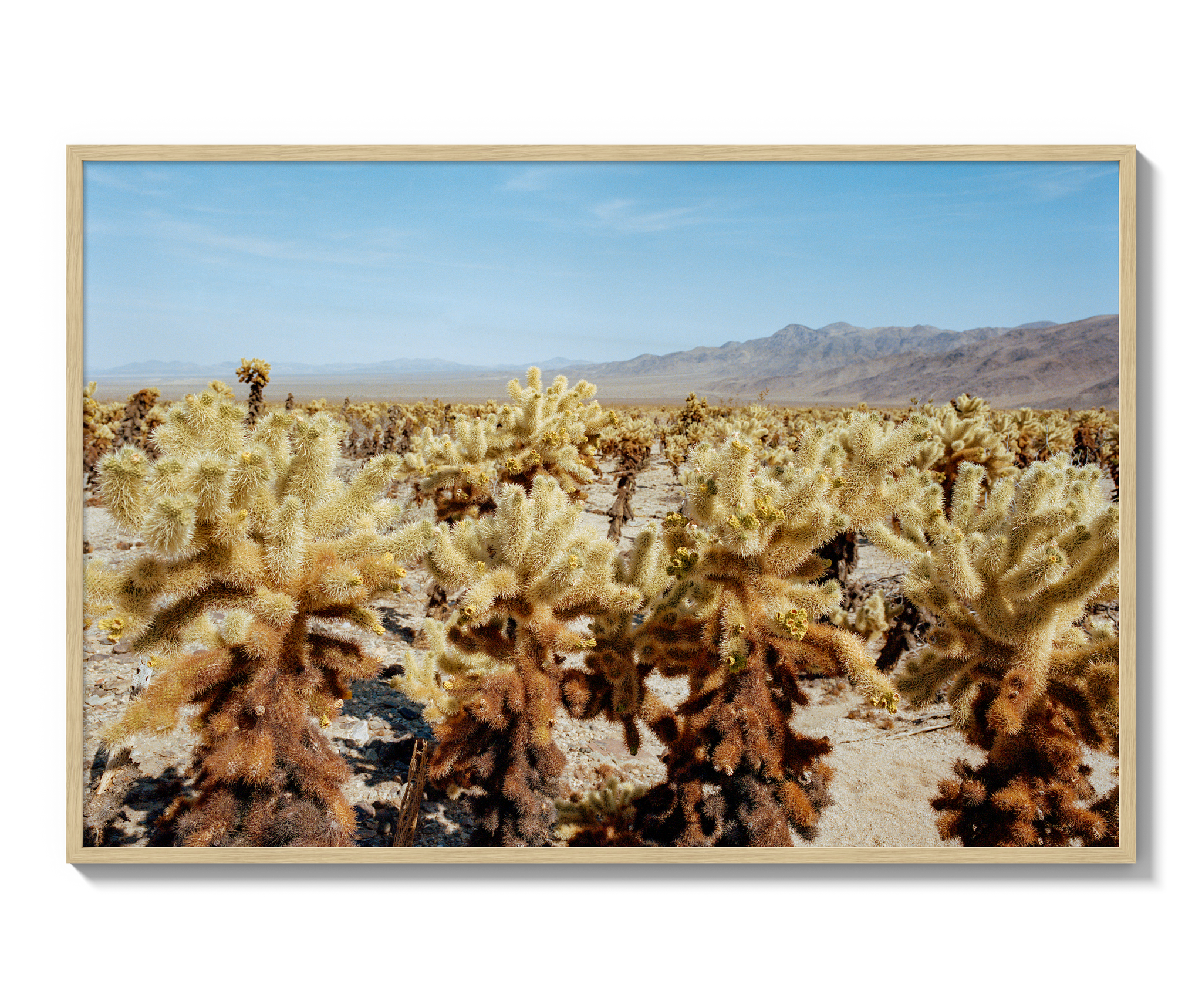 Among The Cholla