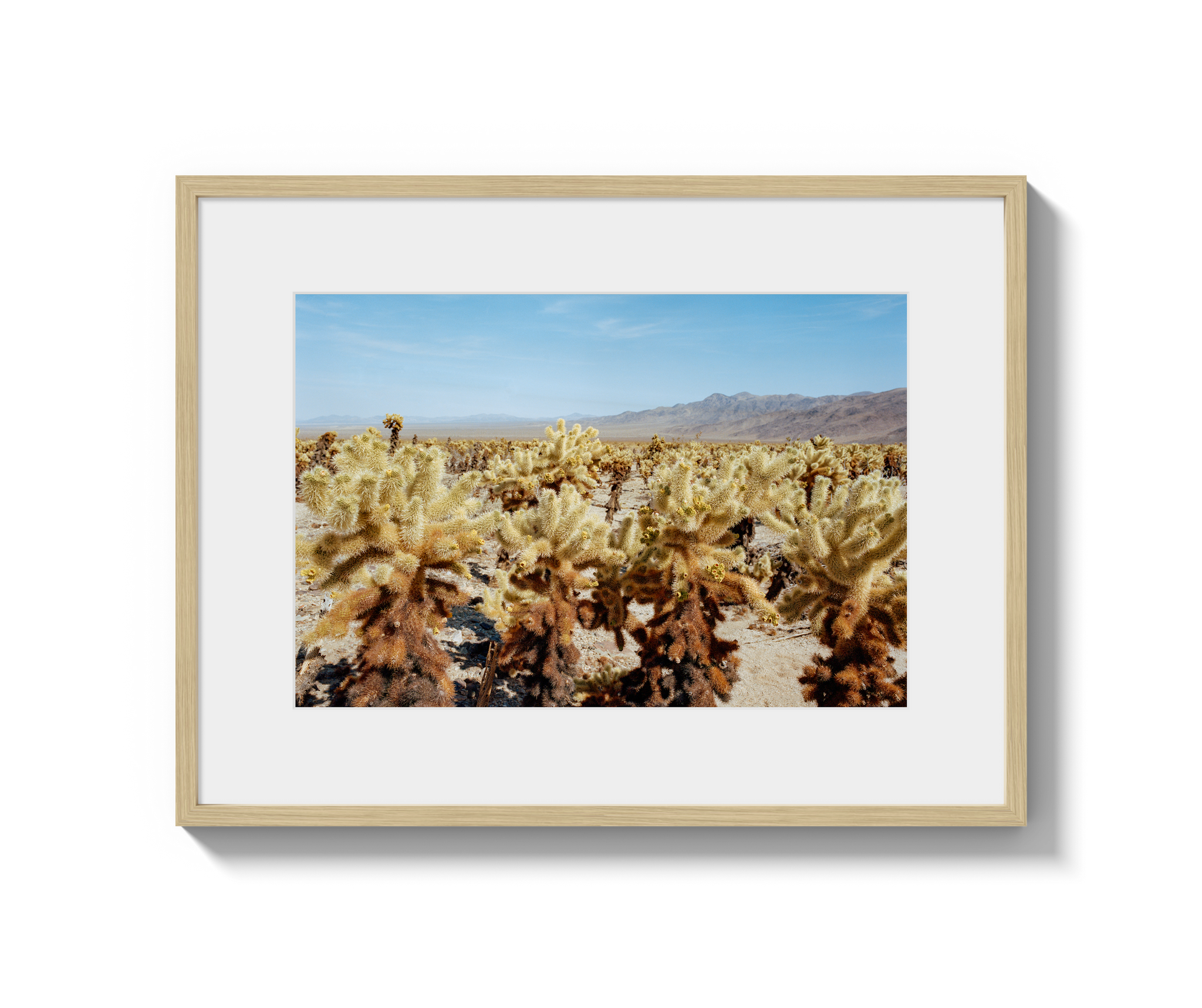 Among The Cholla