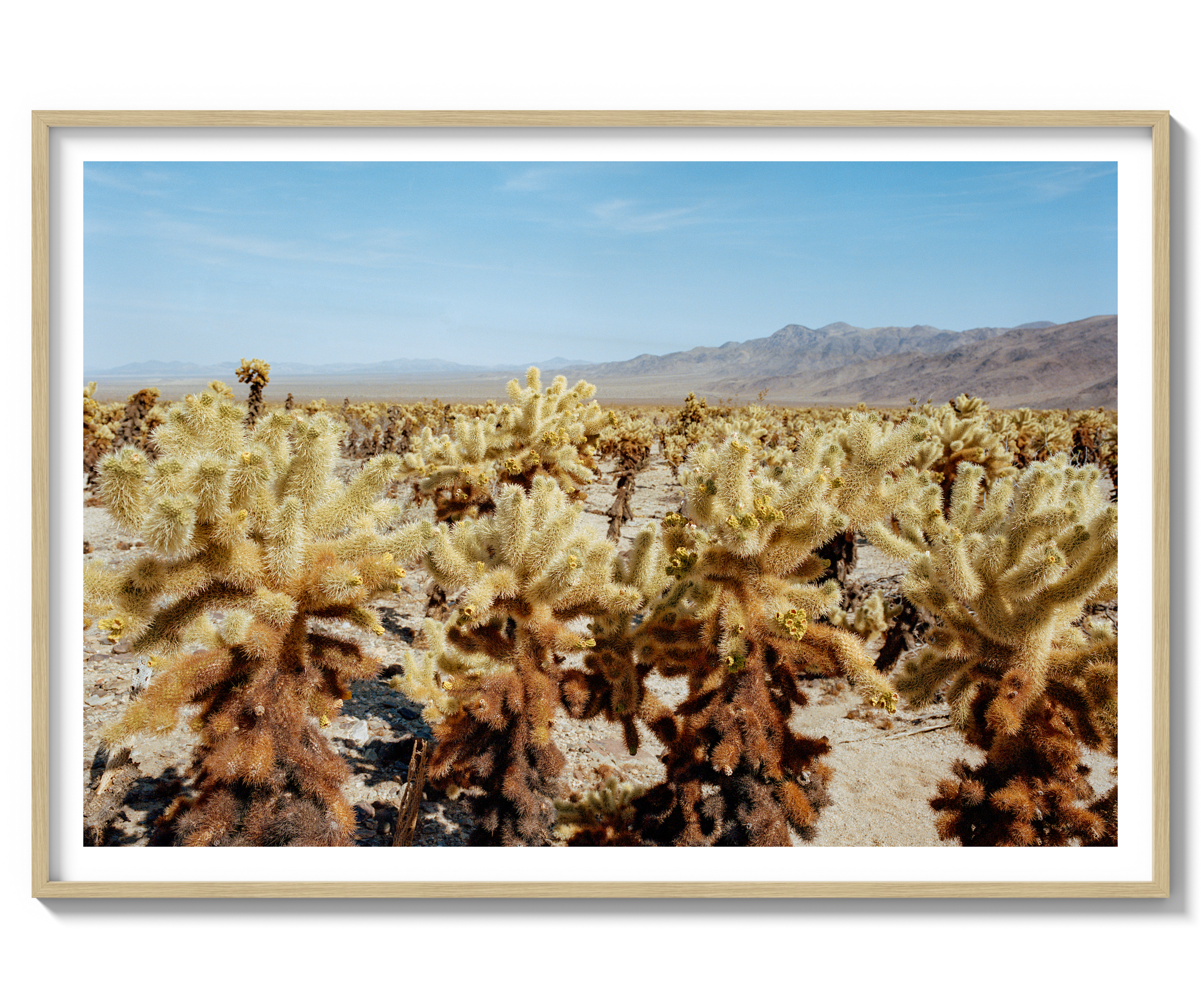 Among The Cholla