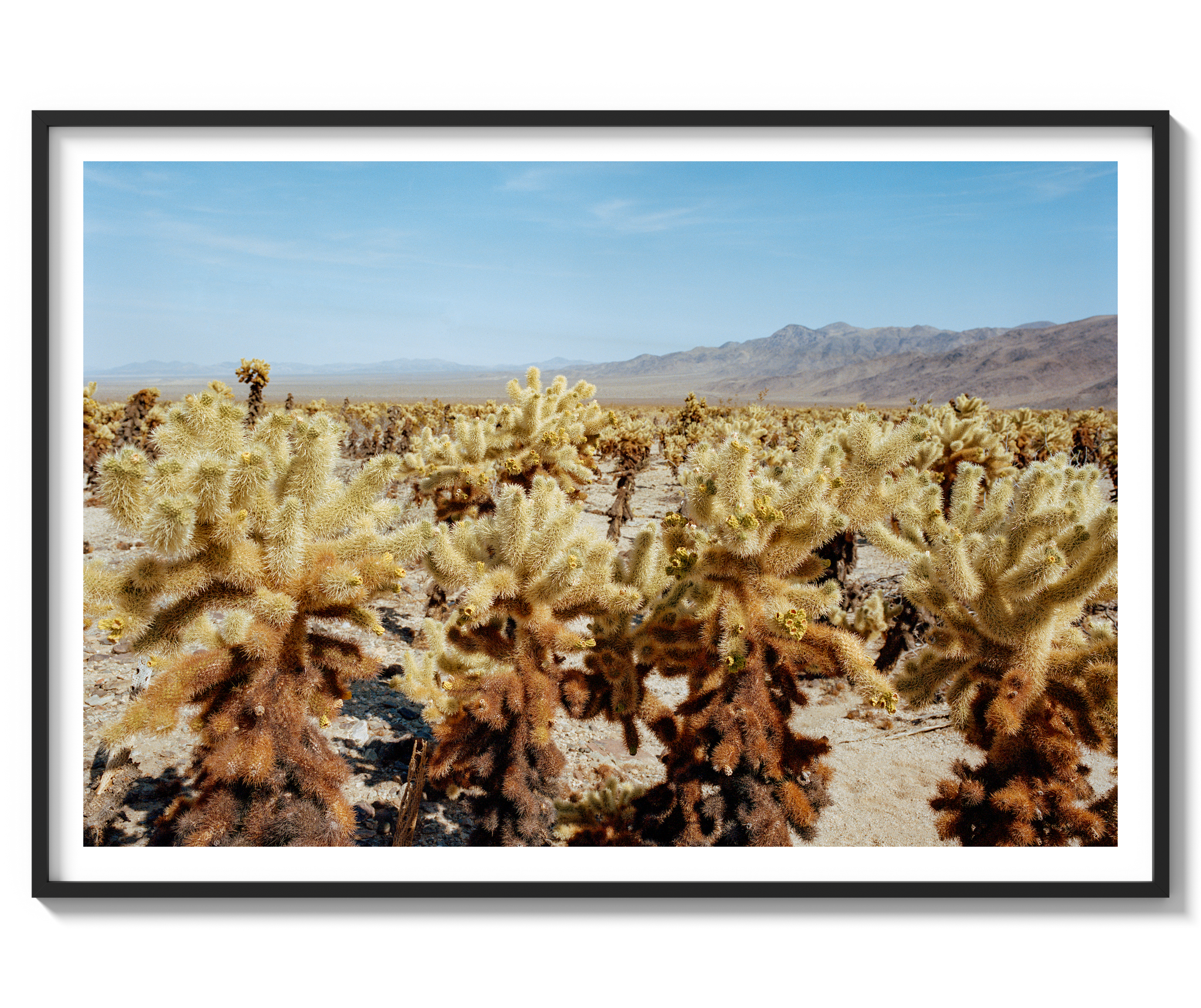 Among The Cholla