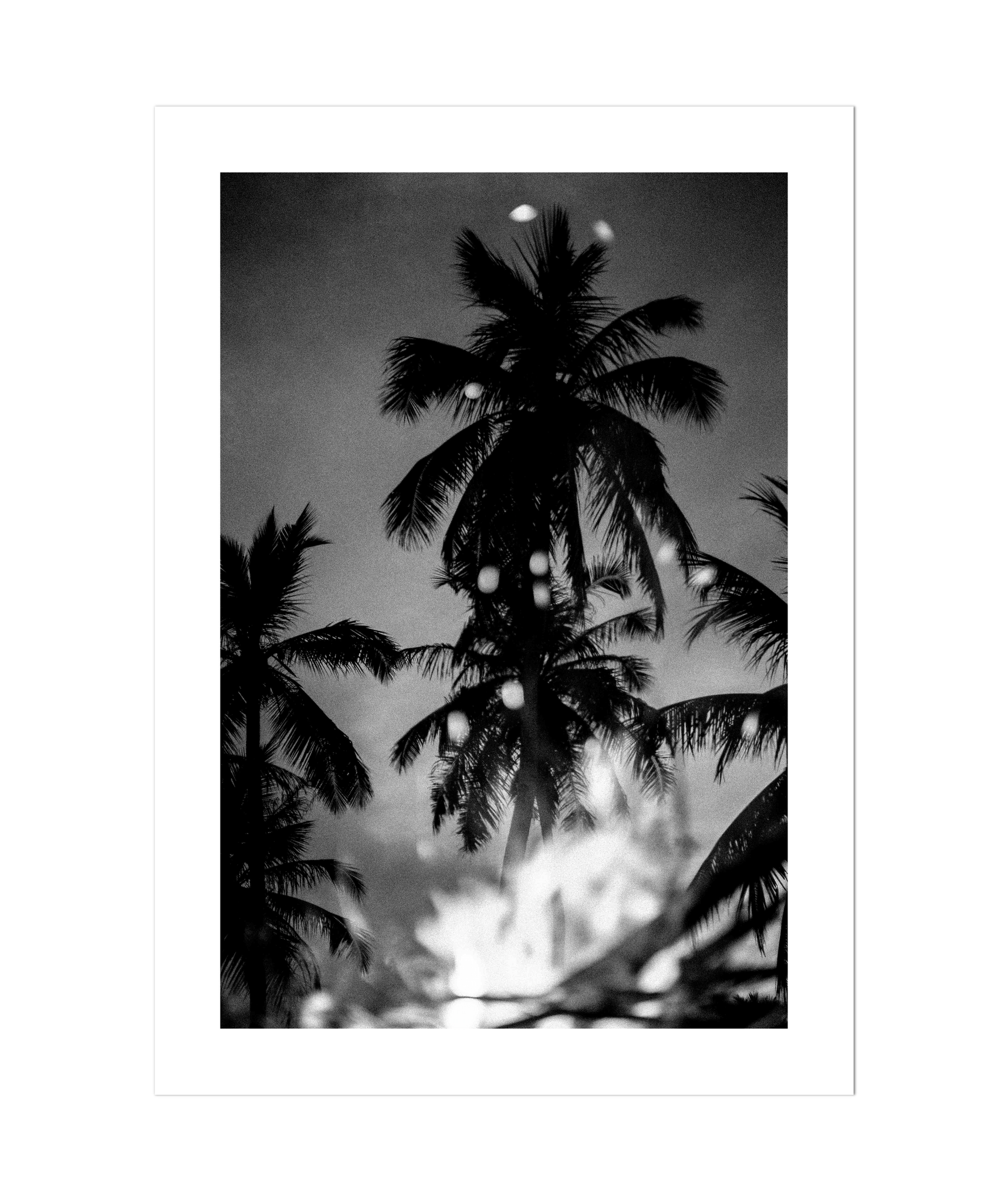 Palms