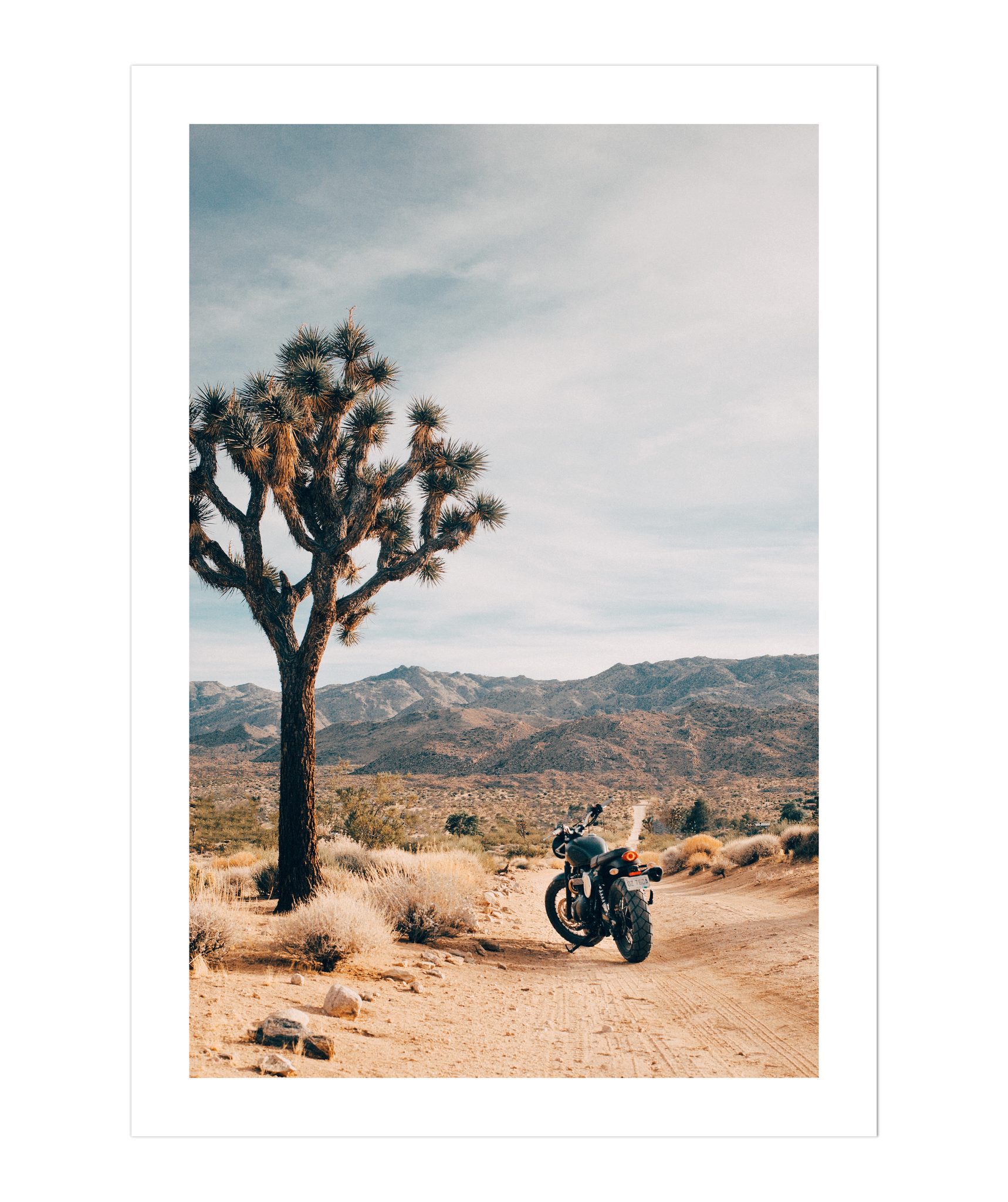 Joshua Tree IV