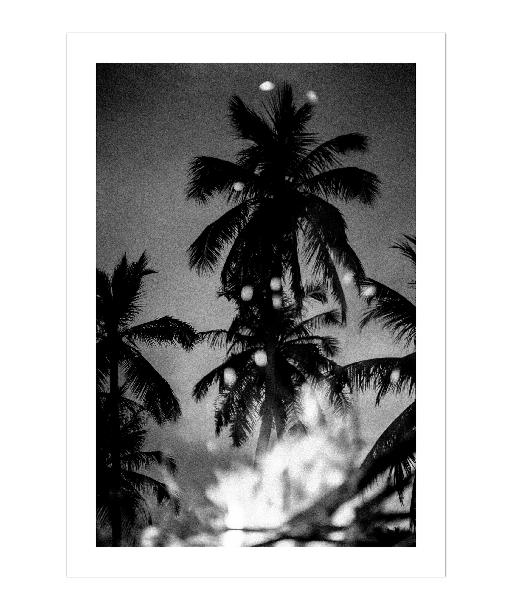 Palms