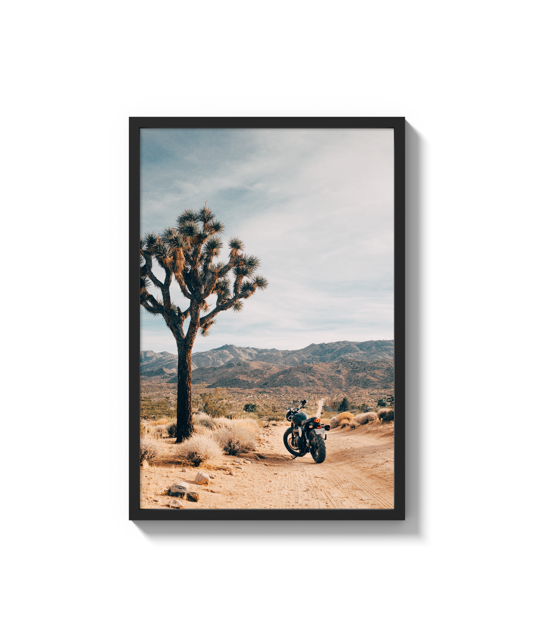 Joshua Tree IV