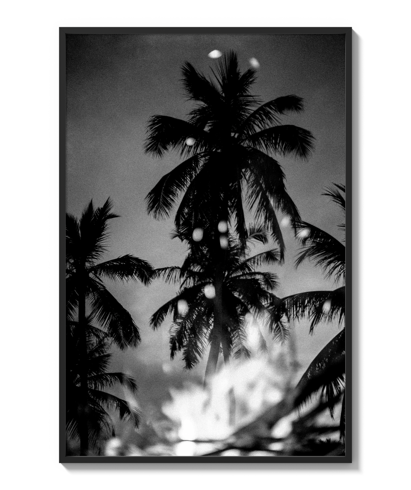 Palms