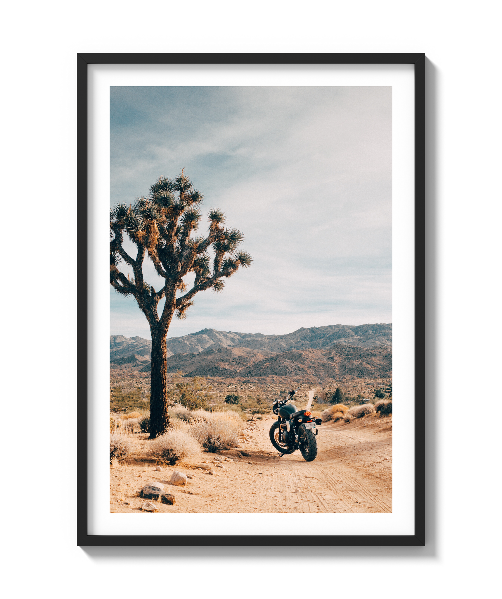 Joshua Tree IV