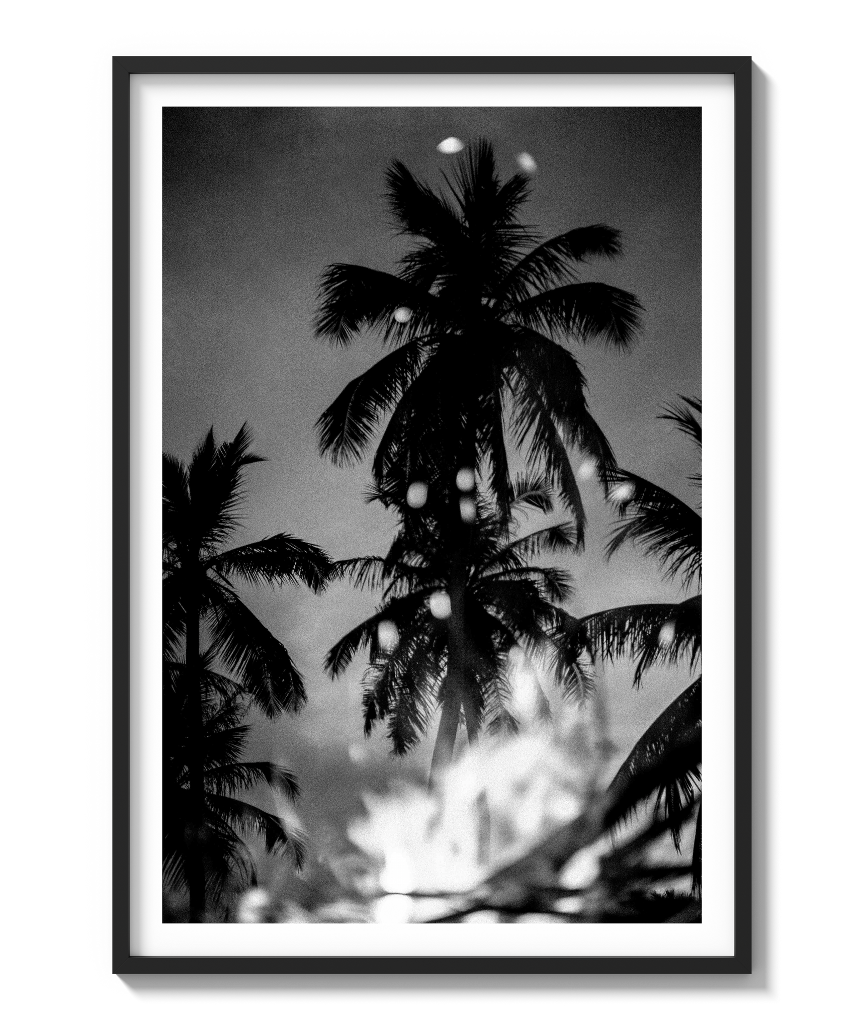 Palms