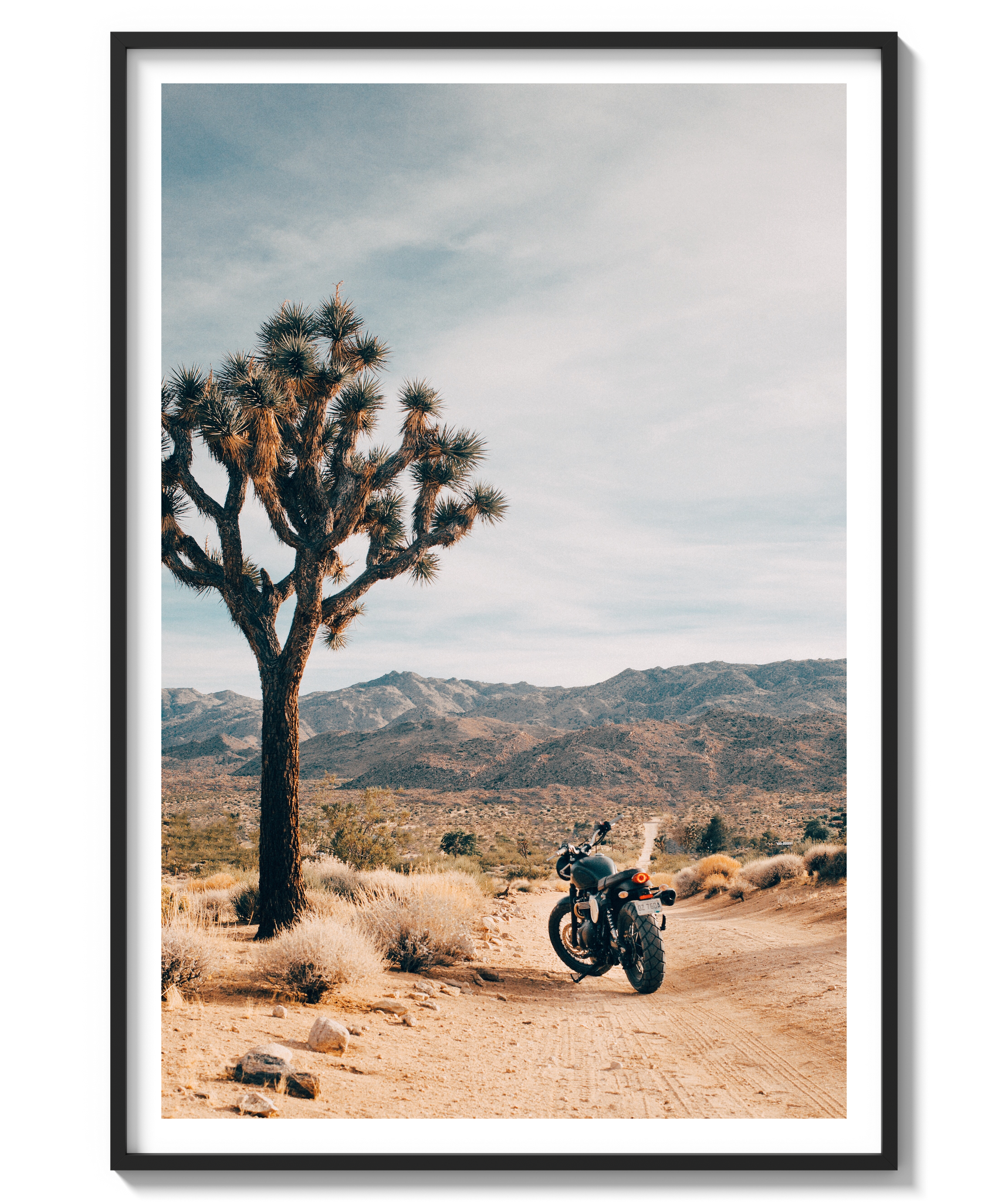 Joshua Tree IV