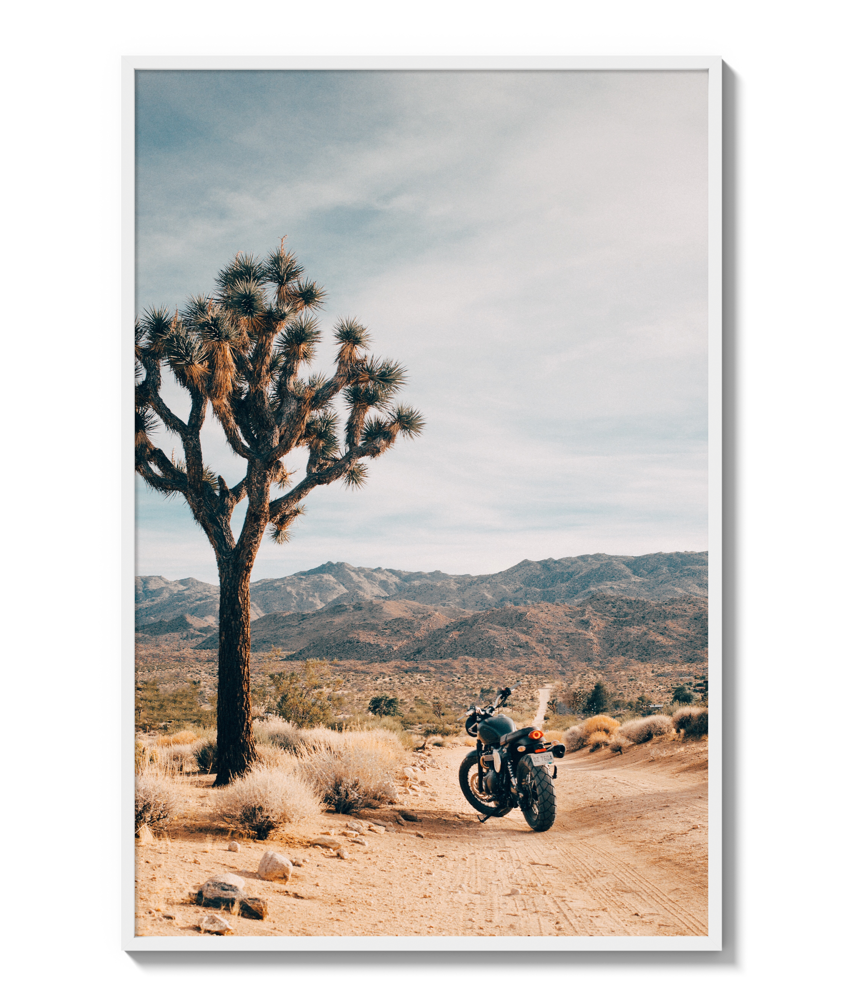 Joshua Tree IV