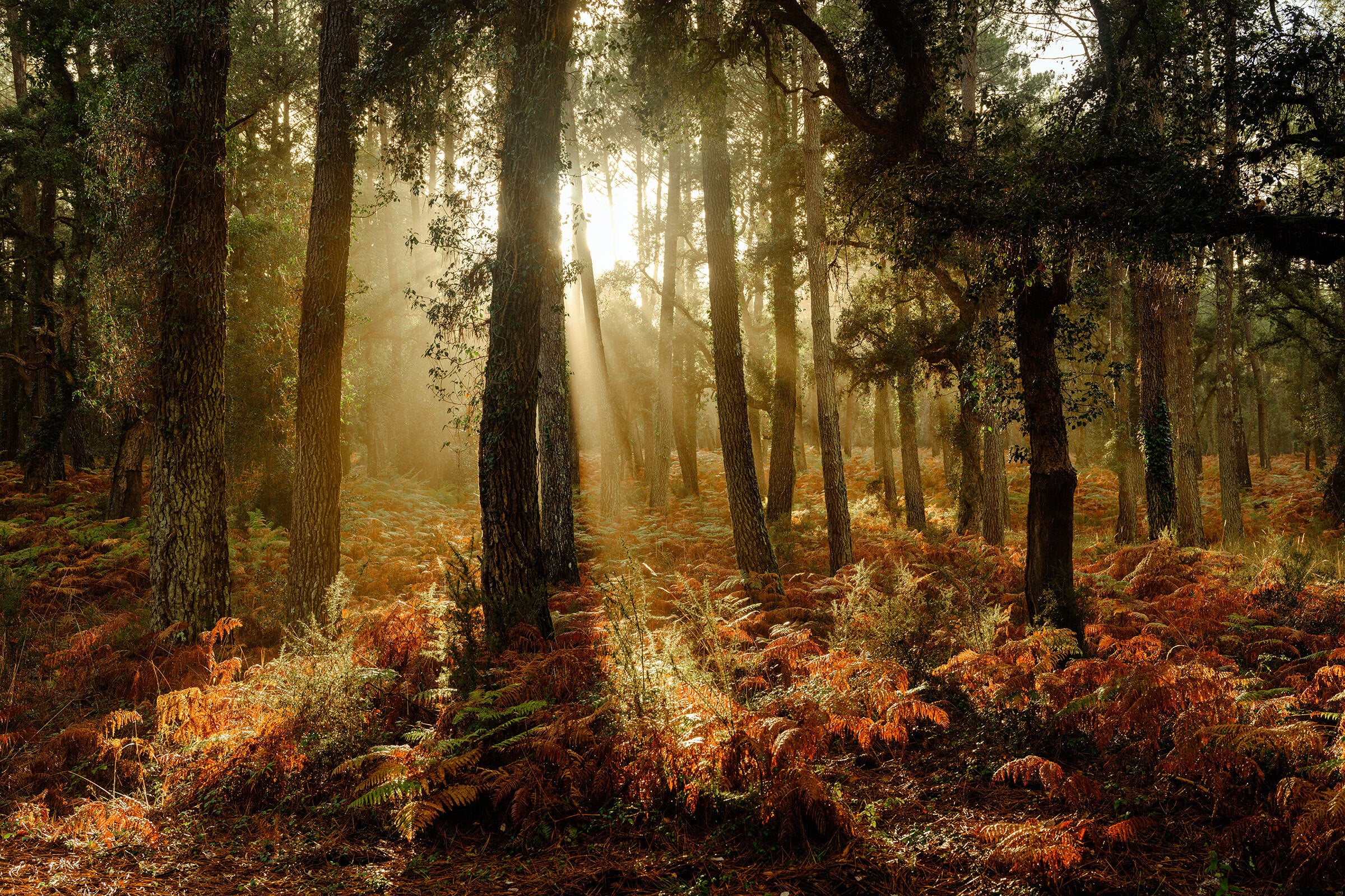 Among the Pines