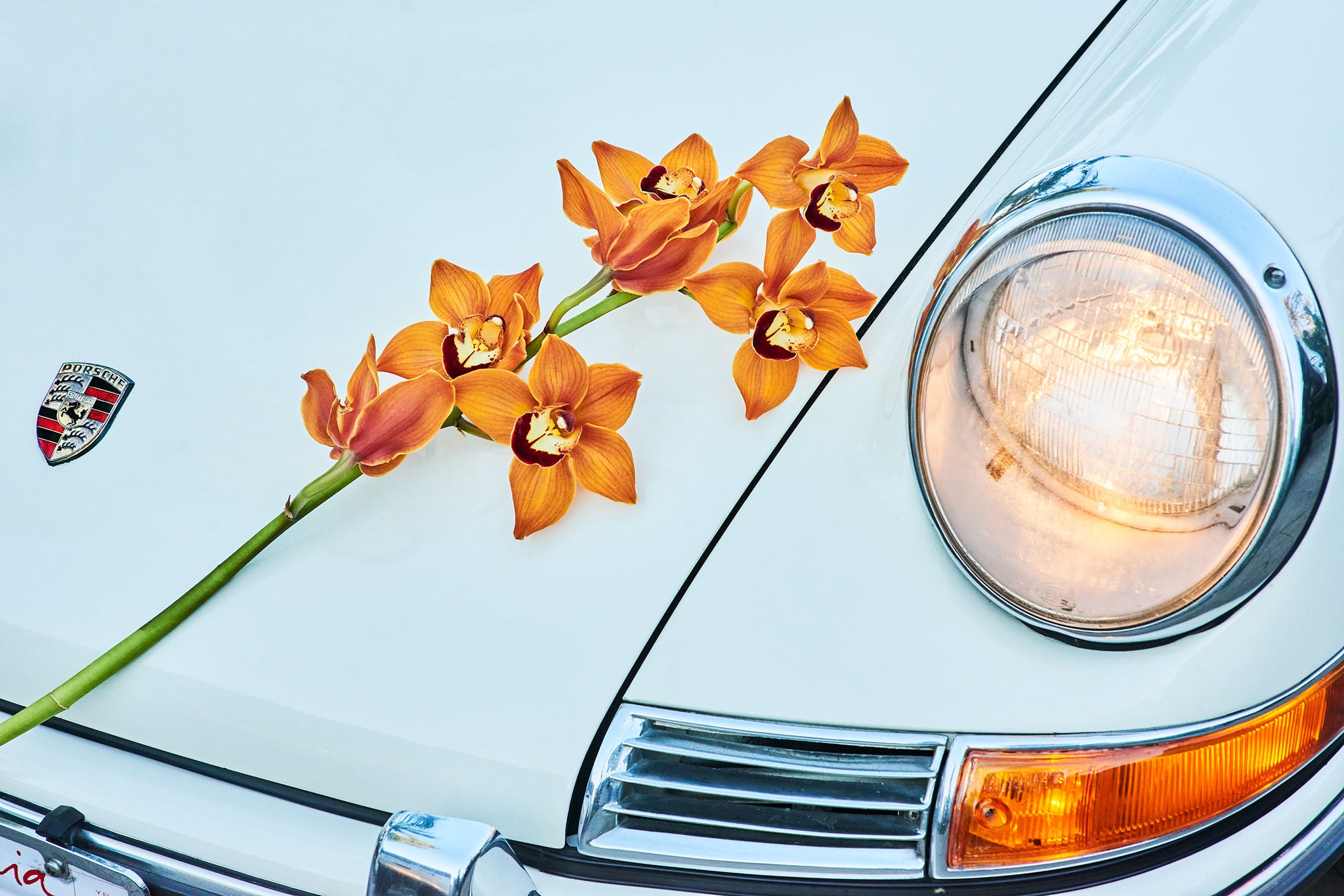 Porsche and Orchid