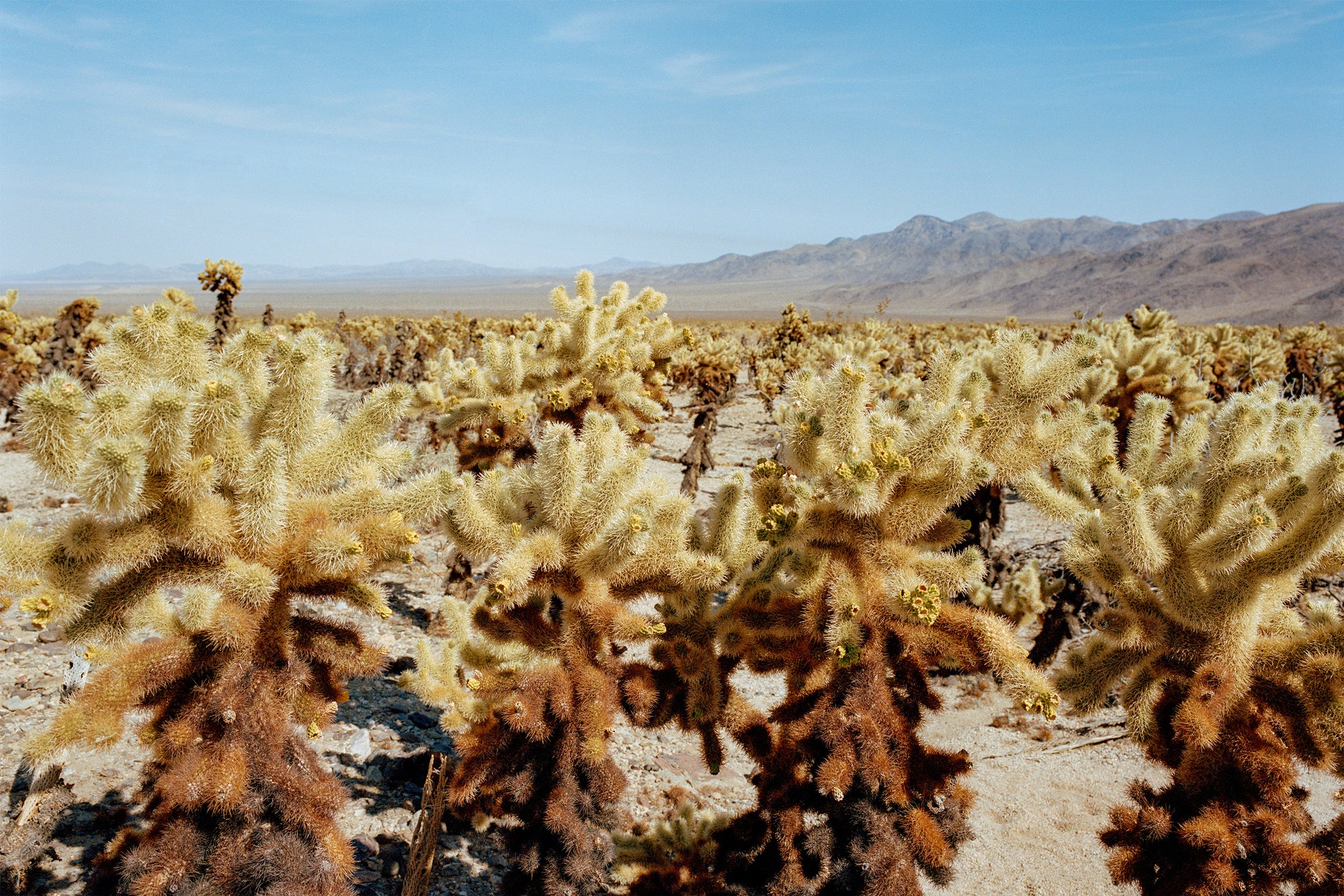 Among The Cholla