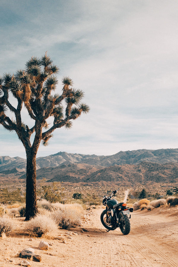 Joshua Tree IV