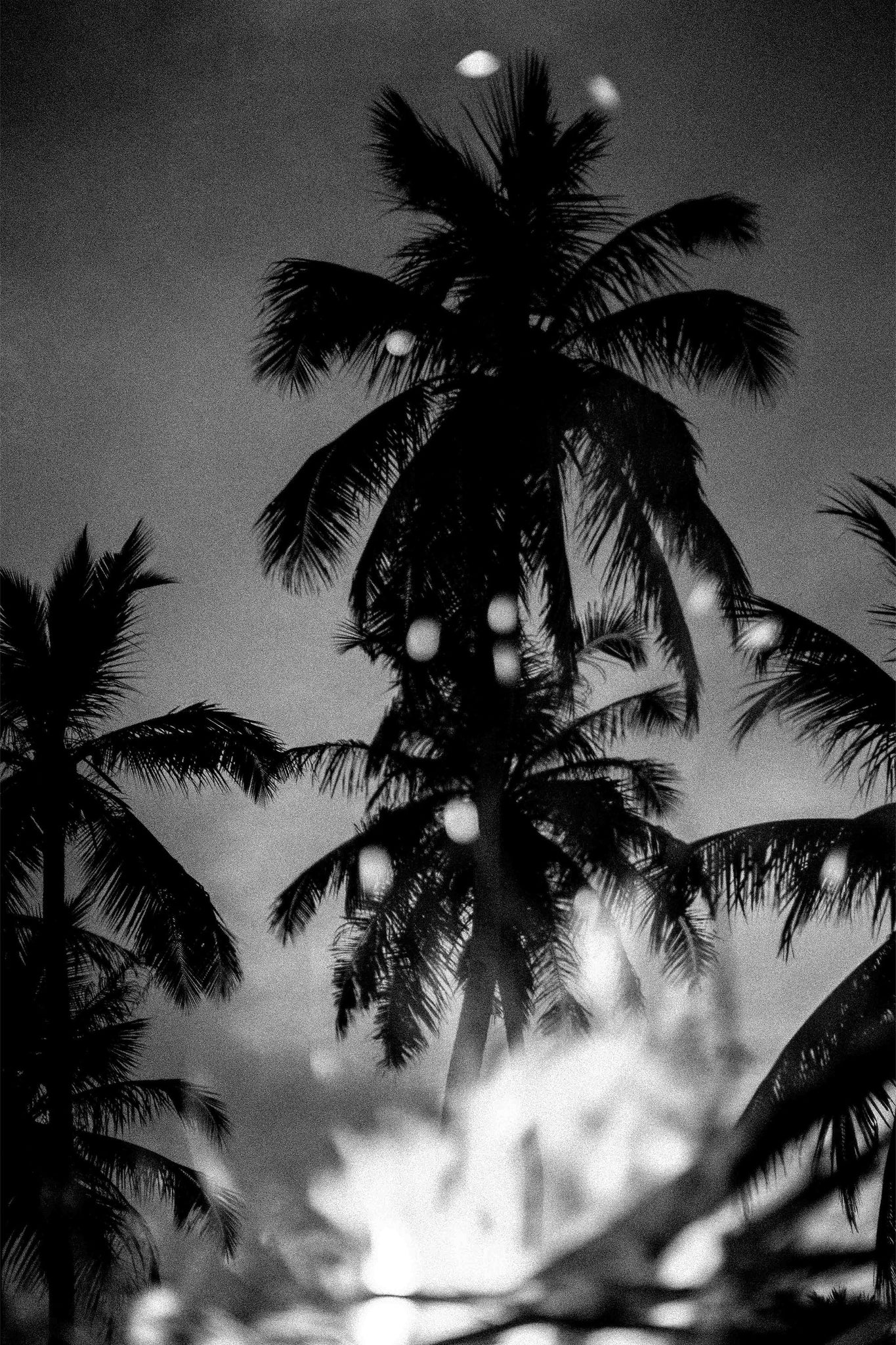 Palms